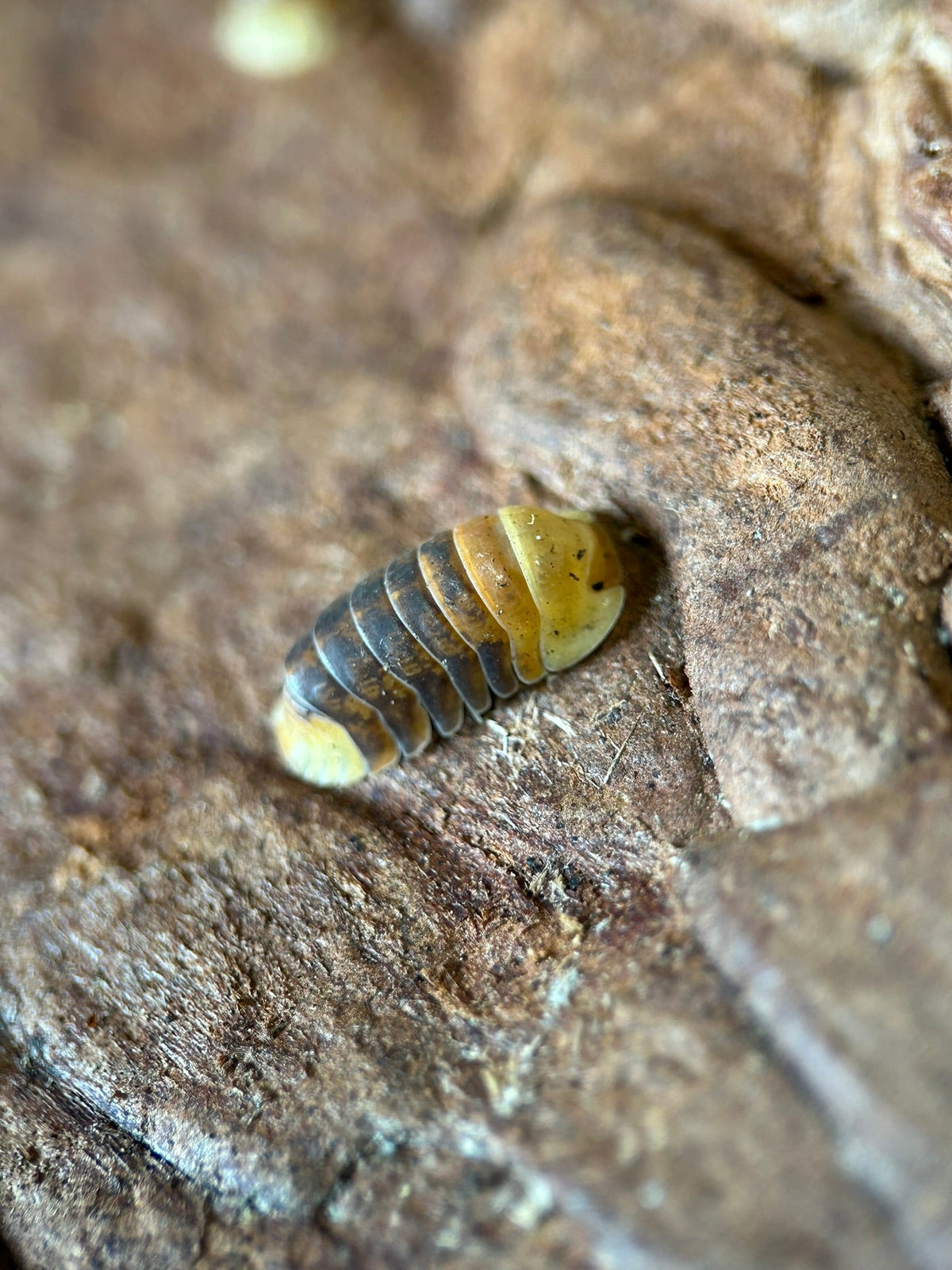 Isopods One Porcellio werneri (Greek Shield Isopod) 10 Count – Kngdm Exotics