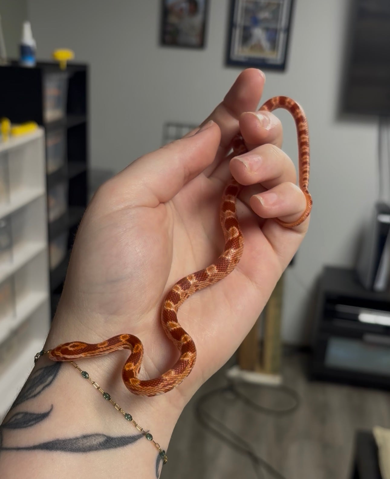 Baby Corn Snake - Amel Het Anery (Female)