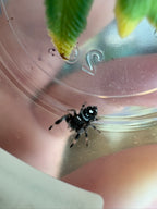 Phidippus Regius “Oreo” – Regal Jumping Spider – CB
