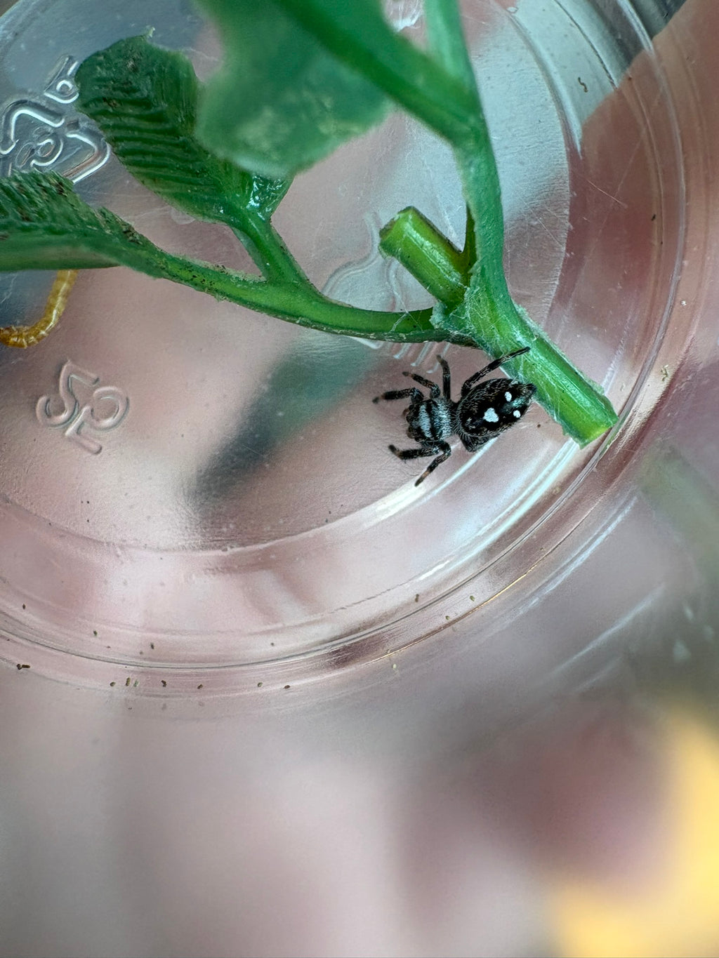 Phidippus Regius “Oreo” – Regal Jumping Spider – CB