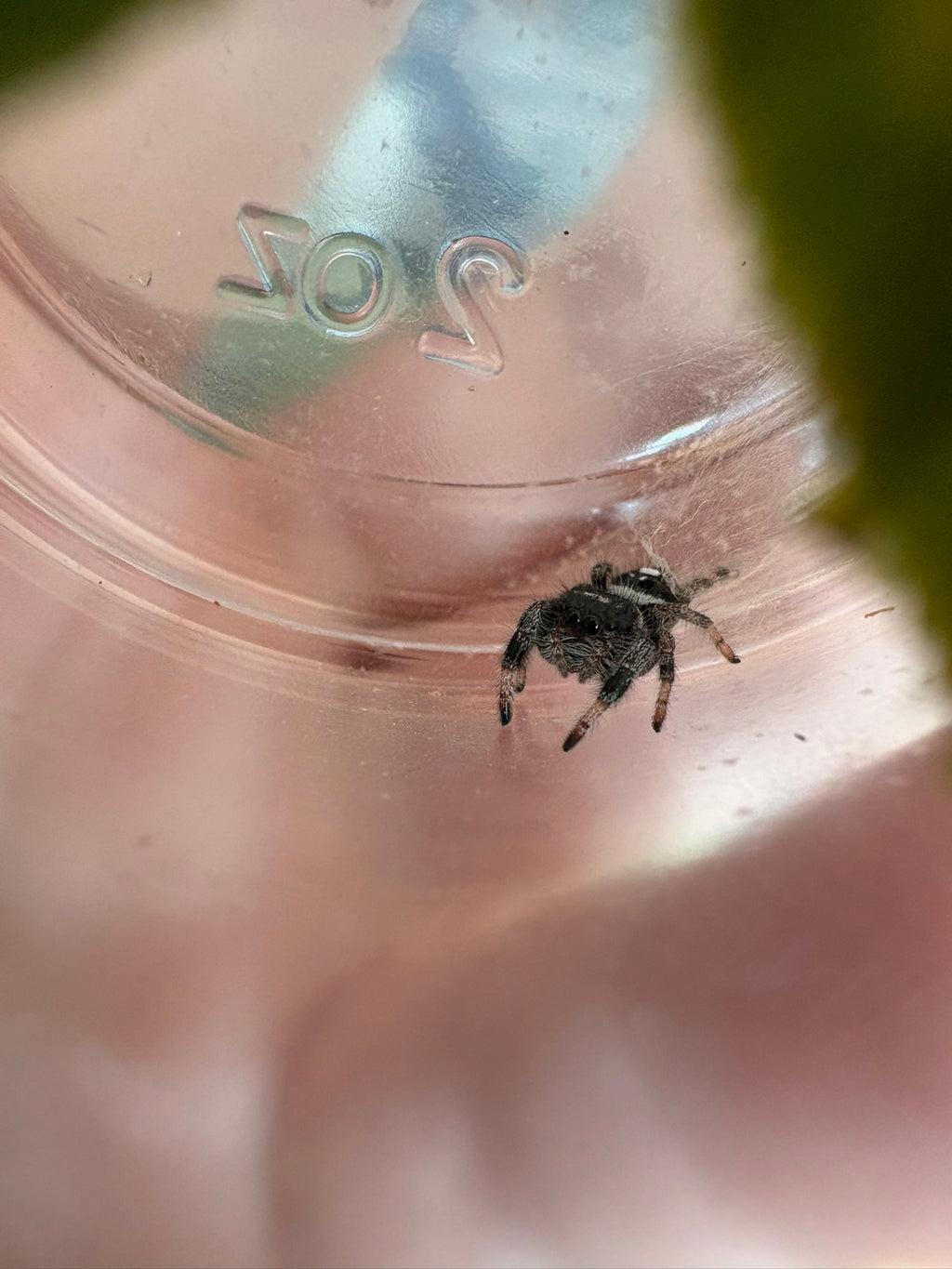 Phidippus Regius “White Line” – Regal Jumping Spider – CB