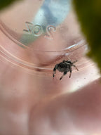 Phidippus Regius “White Line” – Regal Jumping Spider – CB