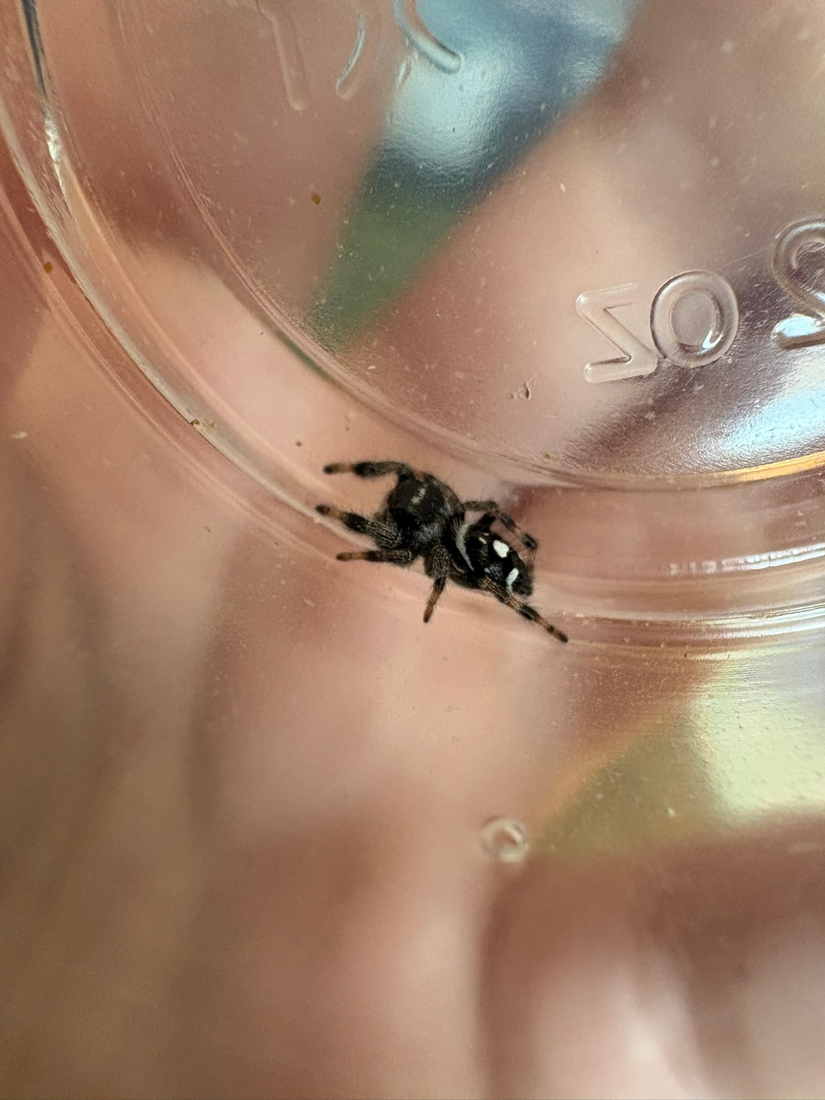 Phidippus Regius “White Line” – Regal Jumping Spider – CB