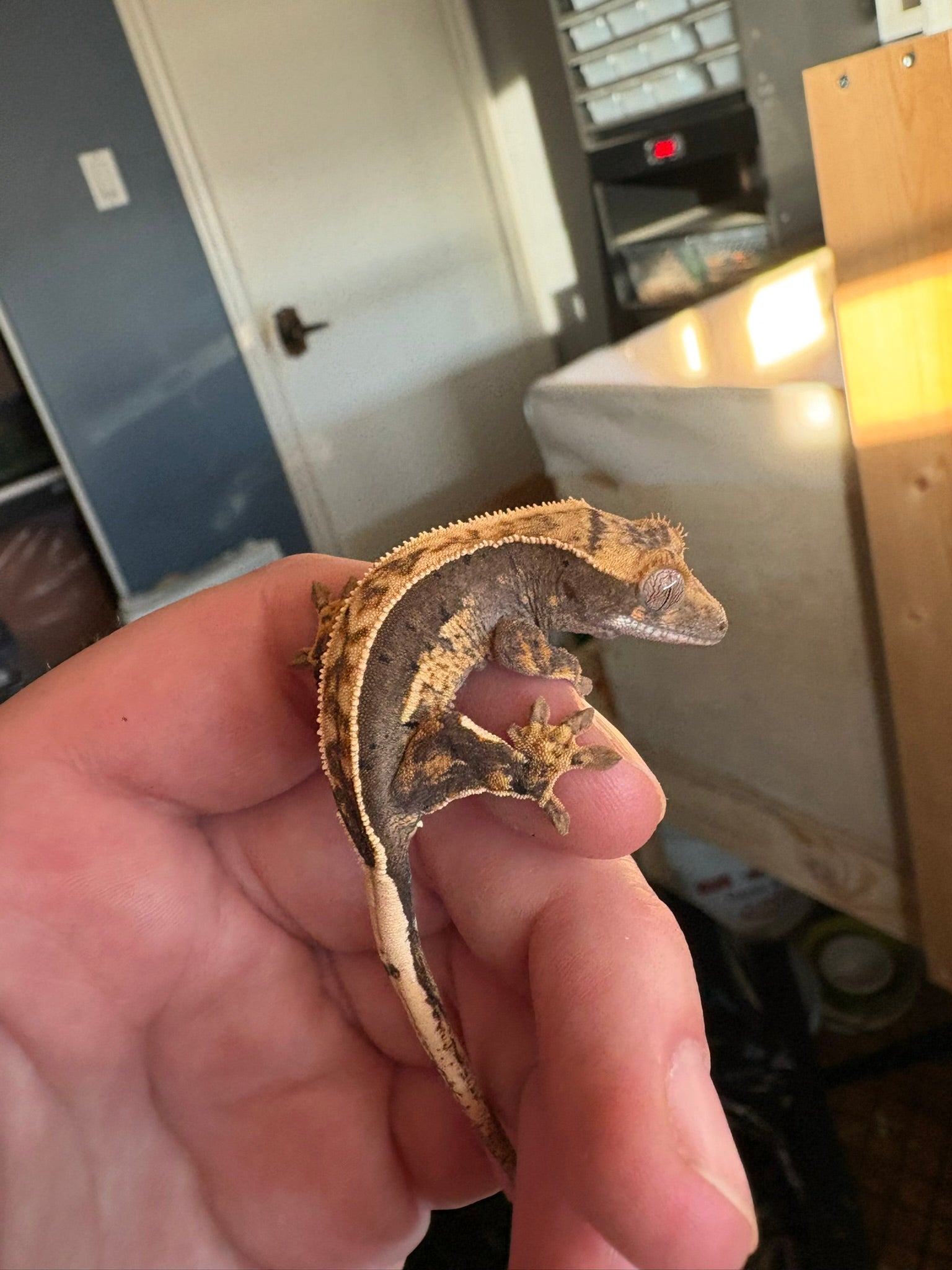 Baby Crested Gecko