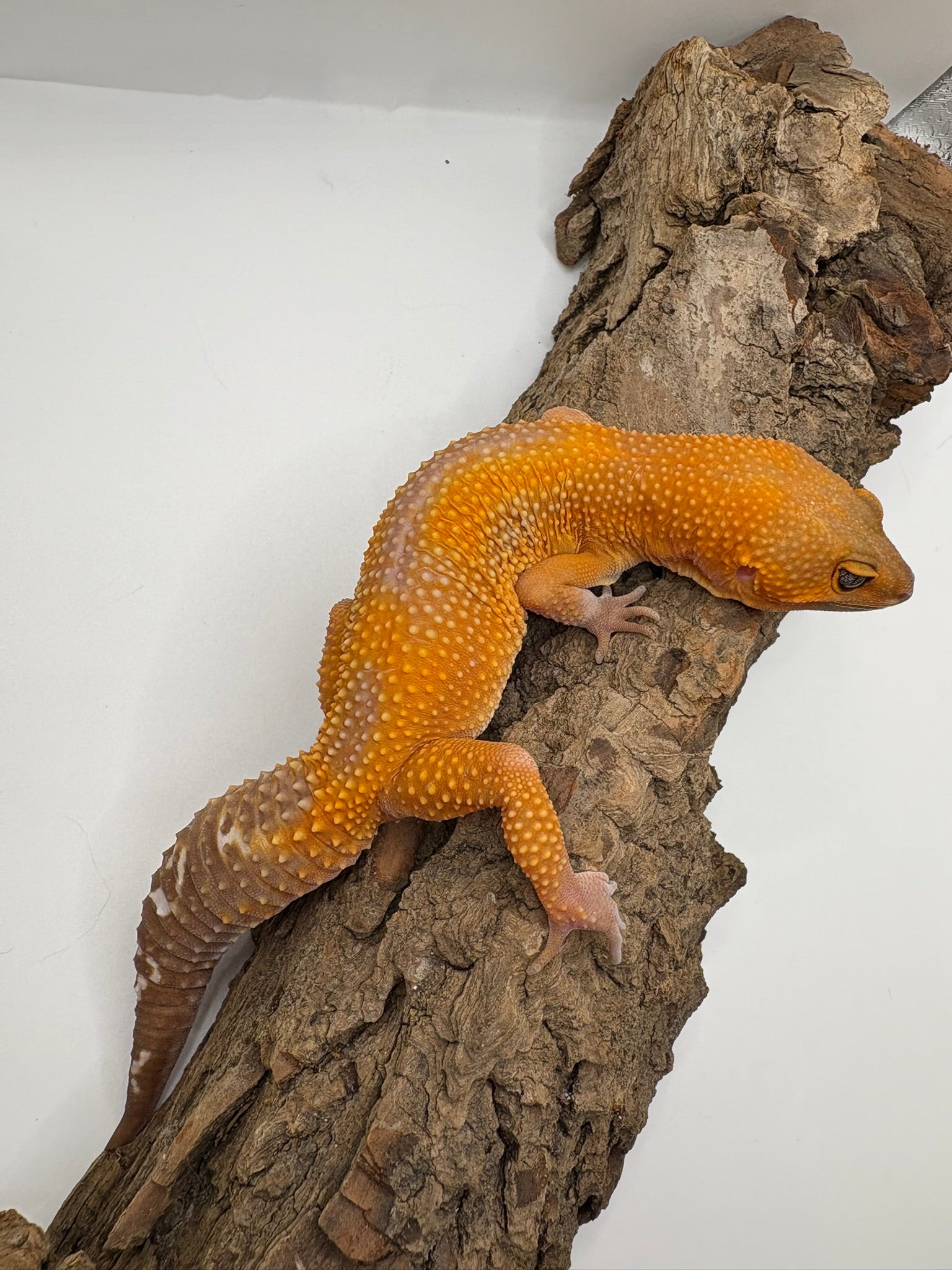 Female Lava Black Night Leopard Gecko