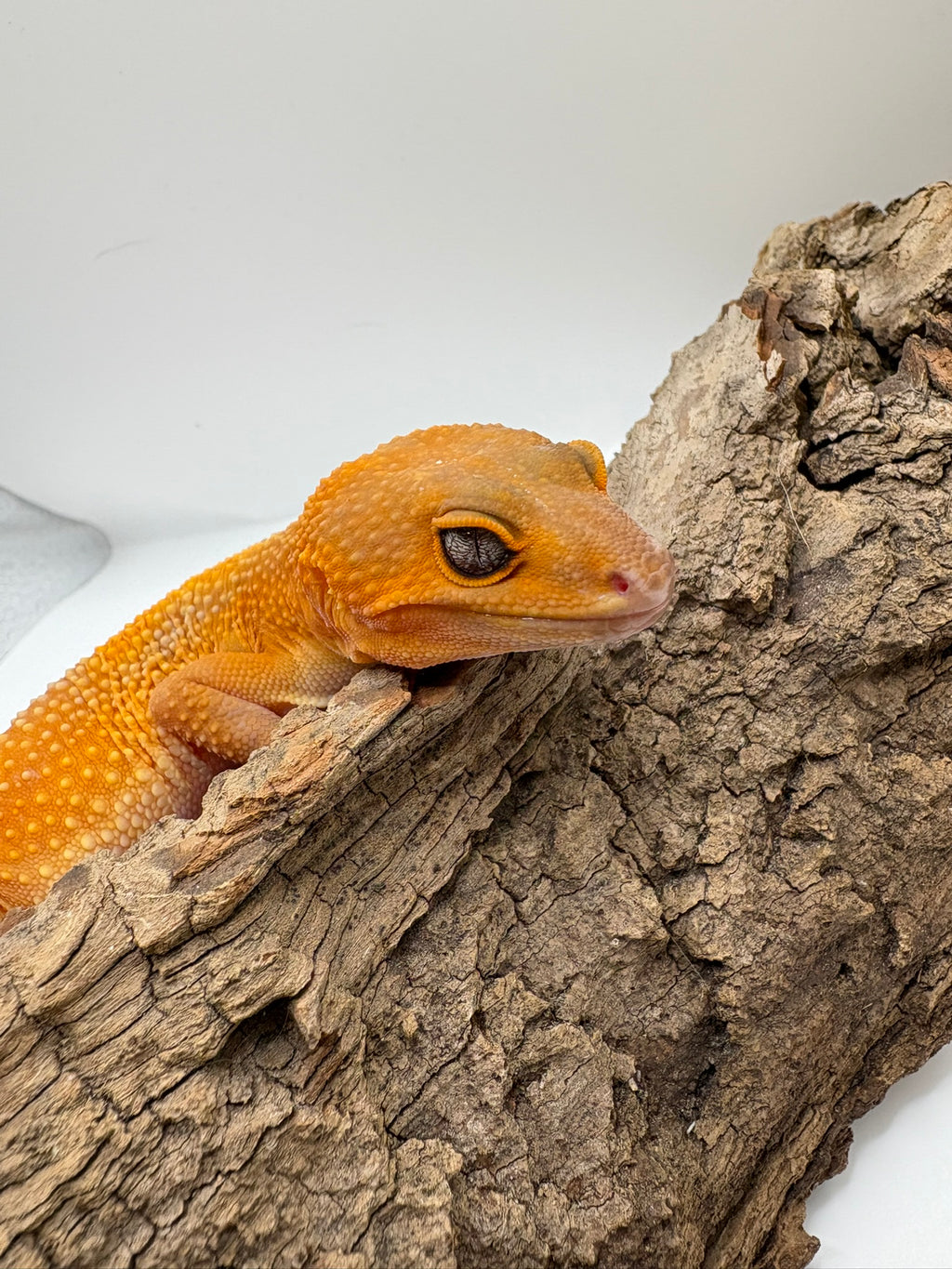 Female Lava Black Night Leopard Gecko