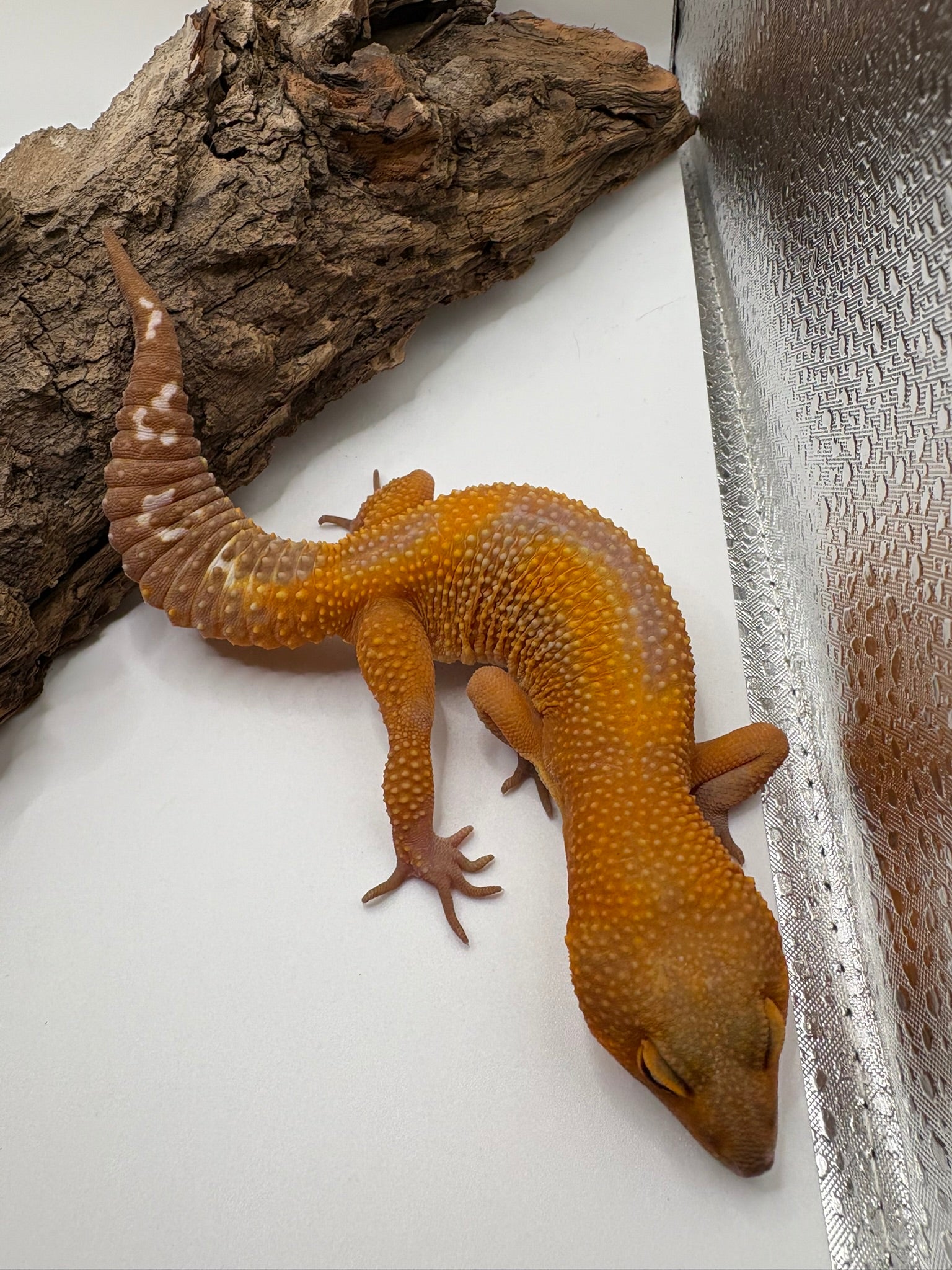 Female Lava Black Night Leopard Gecko