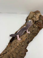 Female Panda Leopard Gecko
