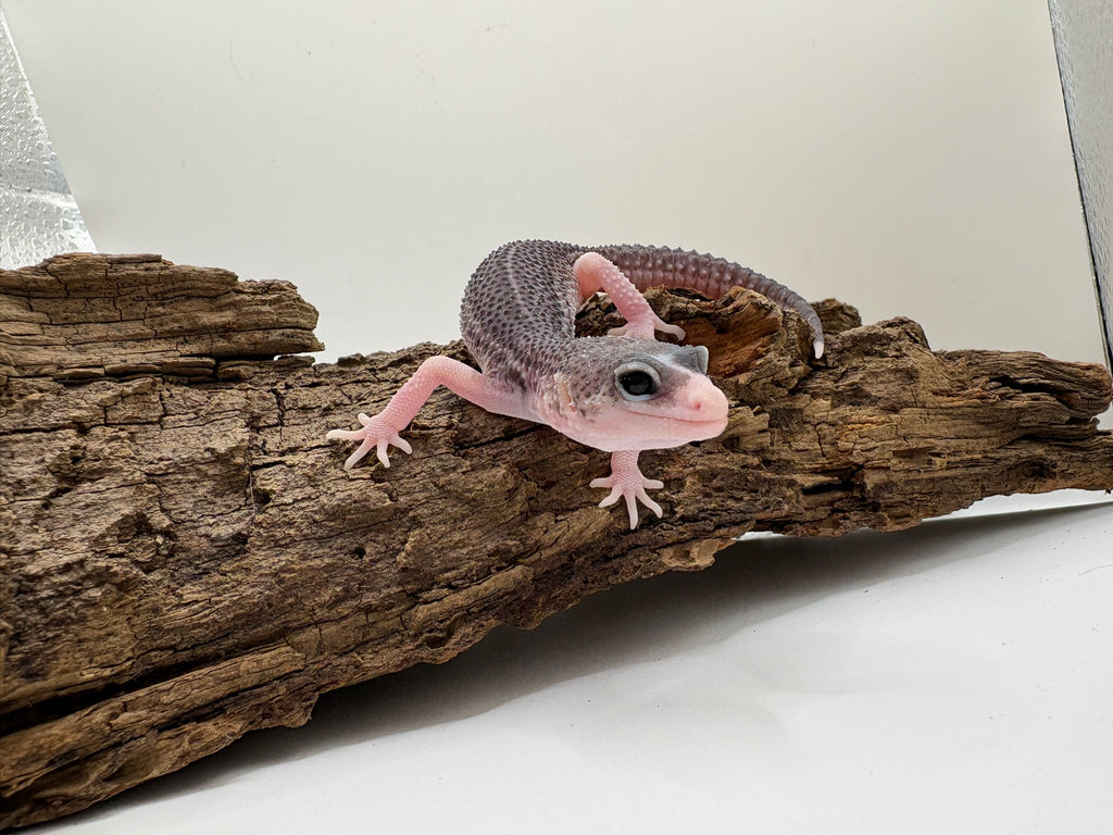 Female Panda Leopard Gecko