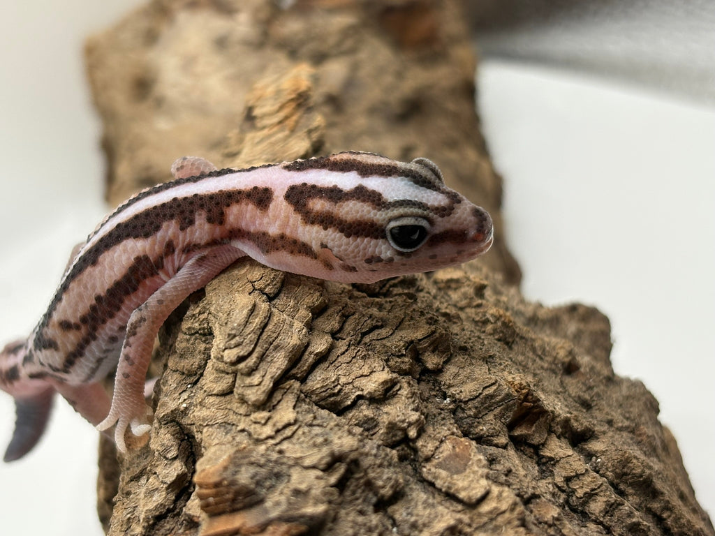 Baby White Out Striped Patternless Zulu African Fat-Tailed Gecko