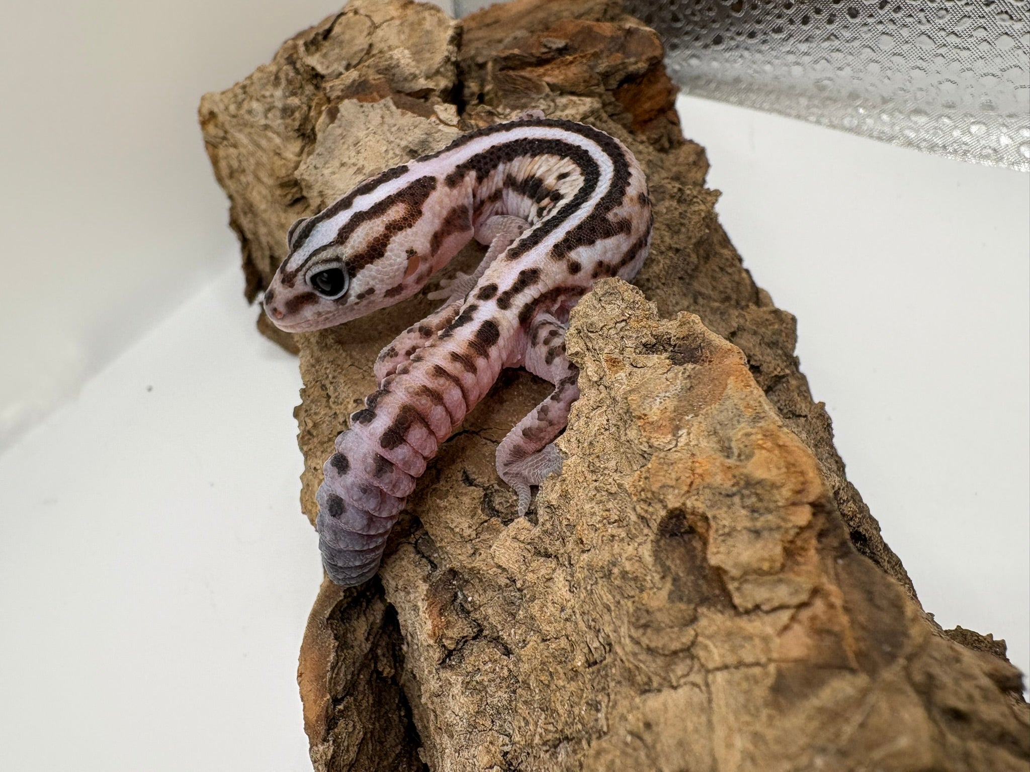 Baby White Out Striped Patternless Zulu African Fat-Tailed Gecko