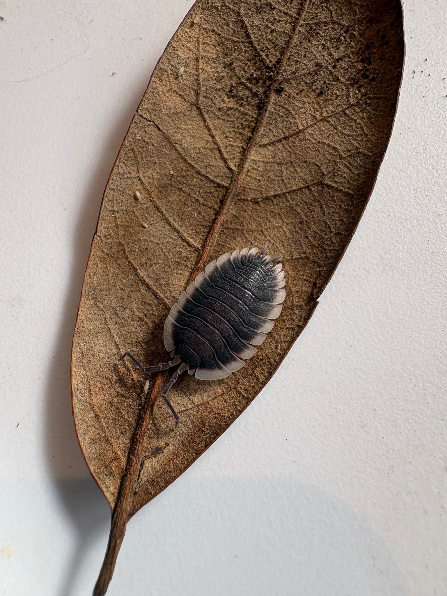 Porcellio werneri (Greek Shield Isopod) 10 Count