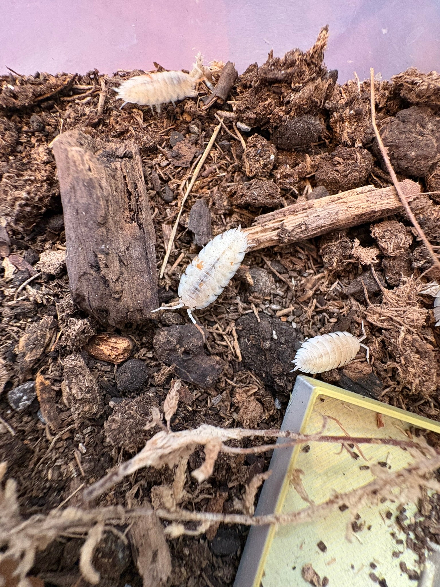 Porcellio scaber "Orange Dalmatian" 12 Count
