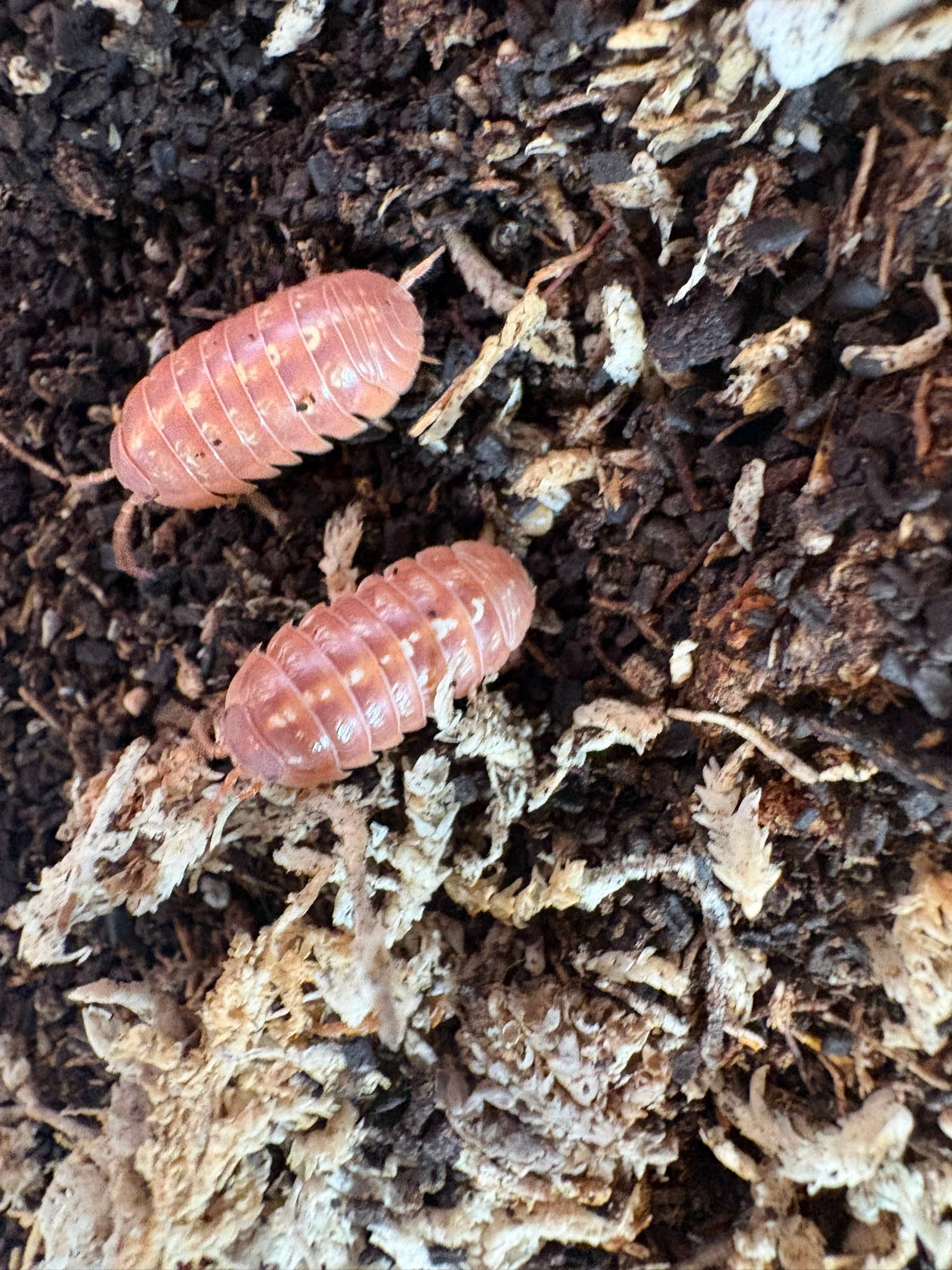 A. vulgare "Tangerine" 12 Count