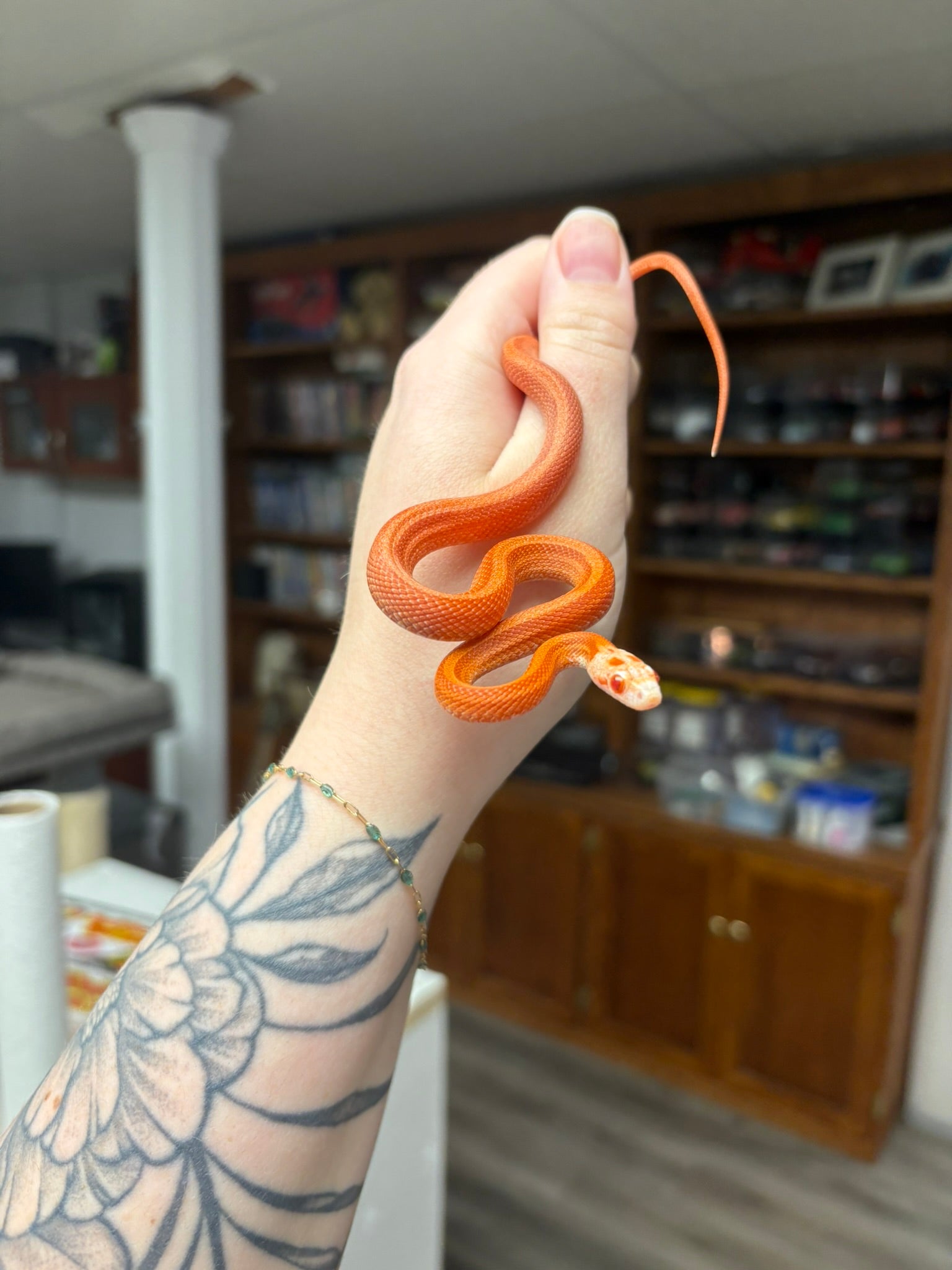 2025 Corn Snake - Fire Stripe het Charcoal (Male)