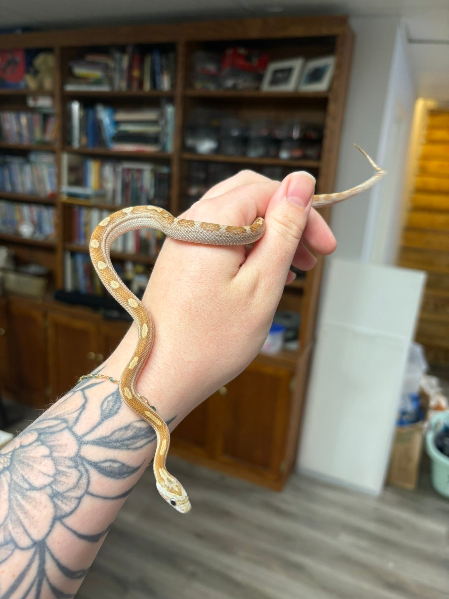 2025 Corn Snake - Caramel het: Hypo, 50% Cinder 60% Amel (Male)