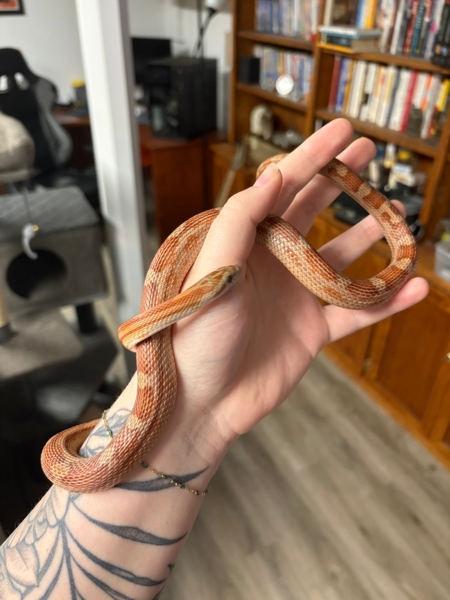Sub-Adult (2024) Corn Snake- Classic Motley Het: Amel, Cinder, Caramel, Hypo (Male)