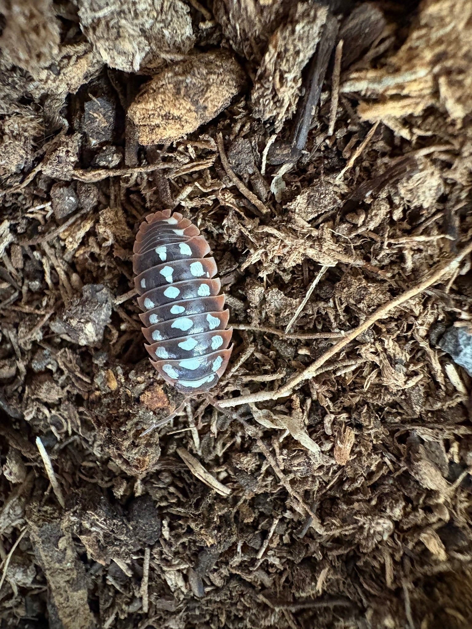 A. klugii "Dubrovnik" Isopods