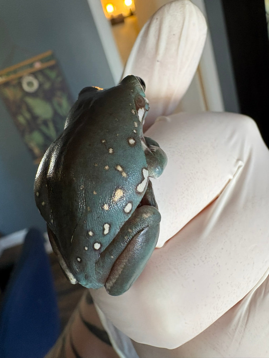 White's Tree Frog - Goldflake Snowflake