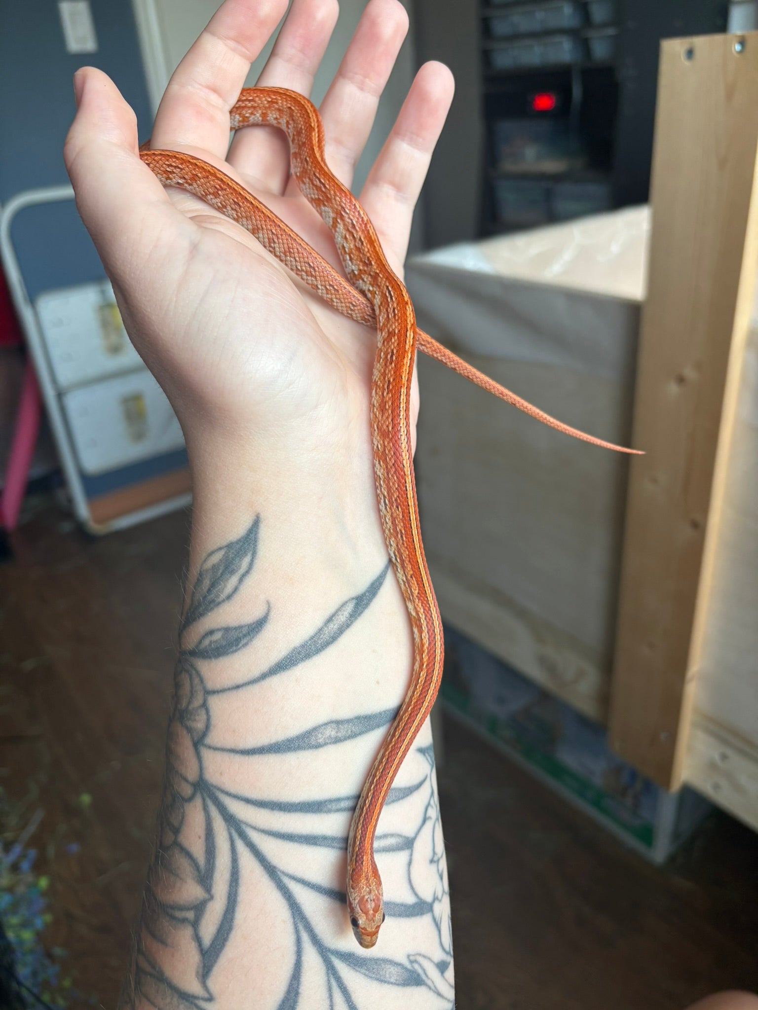 Baby Corn Snake- Male Classic Tessera Diffused het: Anery, Charcoal