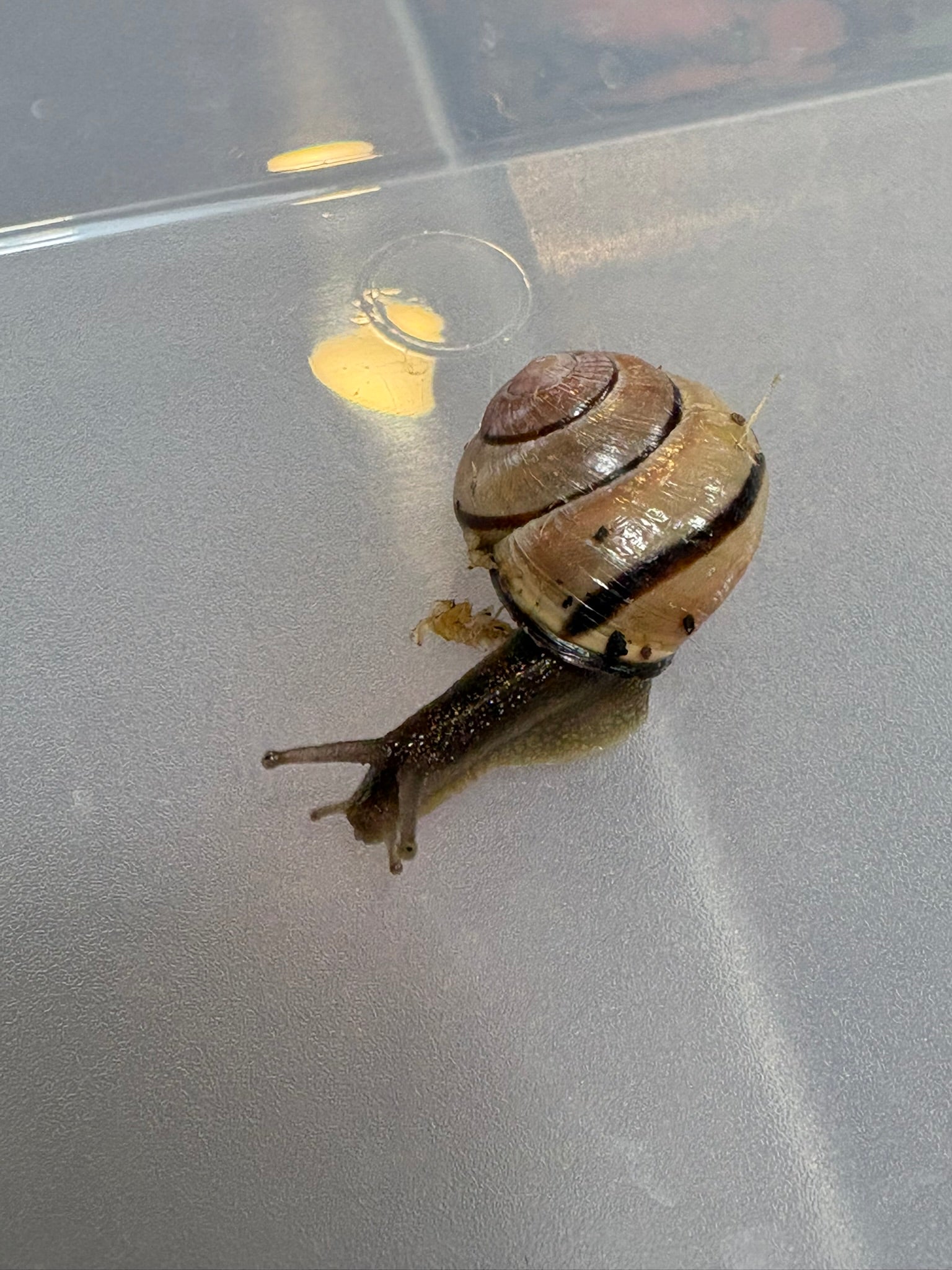 High-End Captive Bred Grove Snail (Cepaea nemoralis)