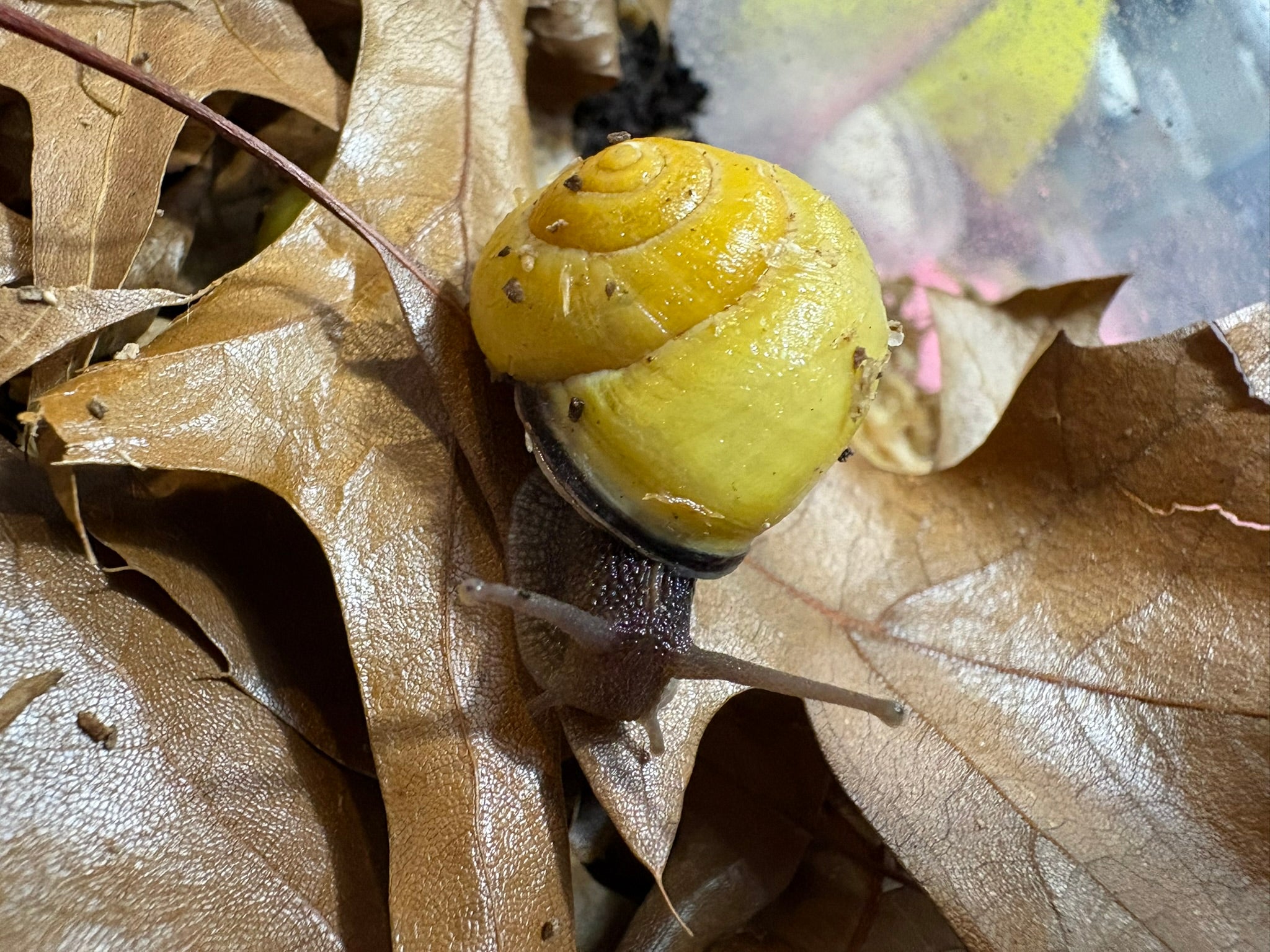 High-End Captive Bred Grove Snail (Cepaea nemoralis)
