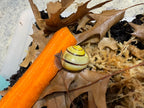 High-End Captive Bred Grove Snail (Cepaea nemoralis)