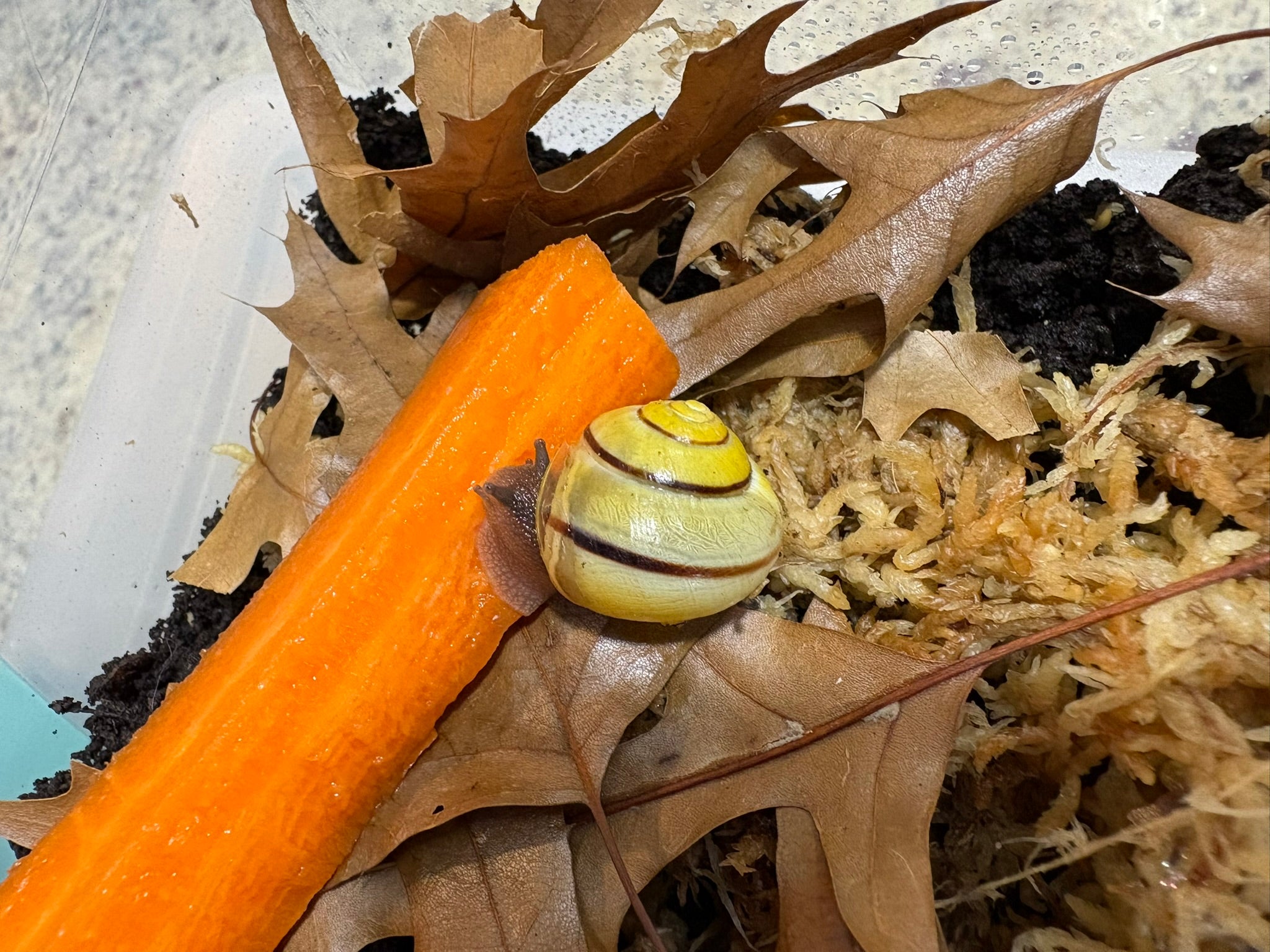 High-End Captive Bred Grove Snail (Cepaea nemoralis)