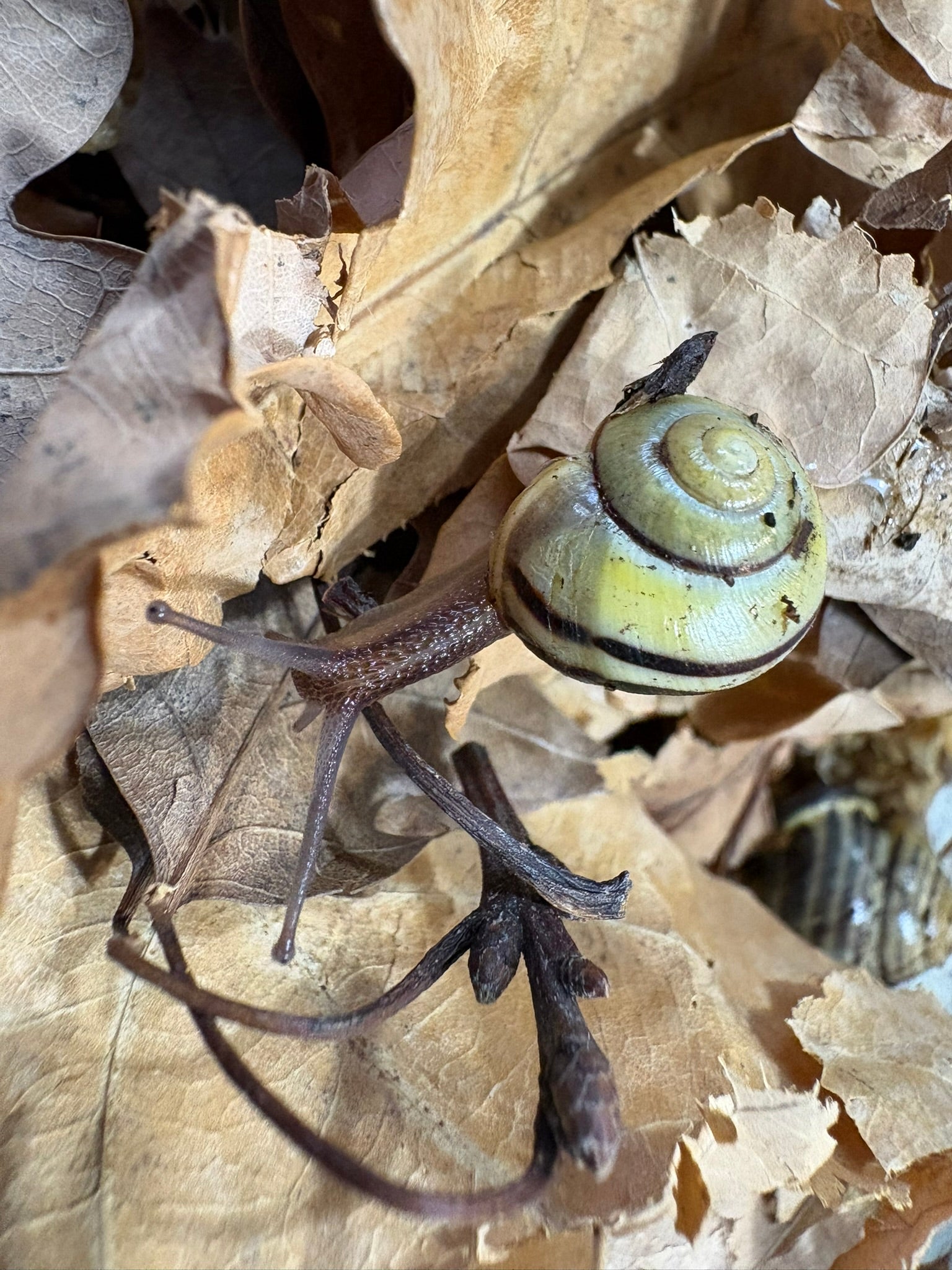 F1 Captive Bred Juvenile Grove Snails