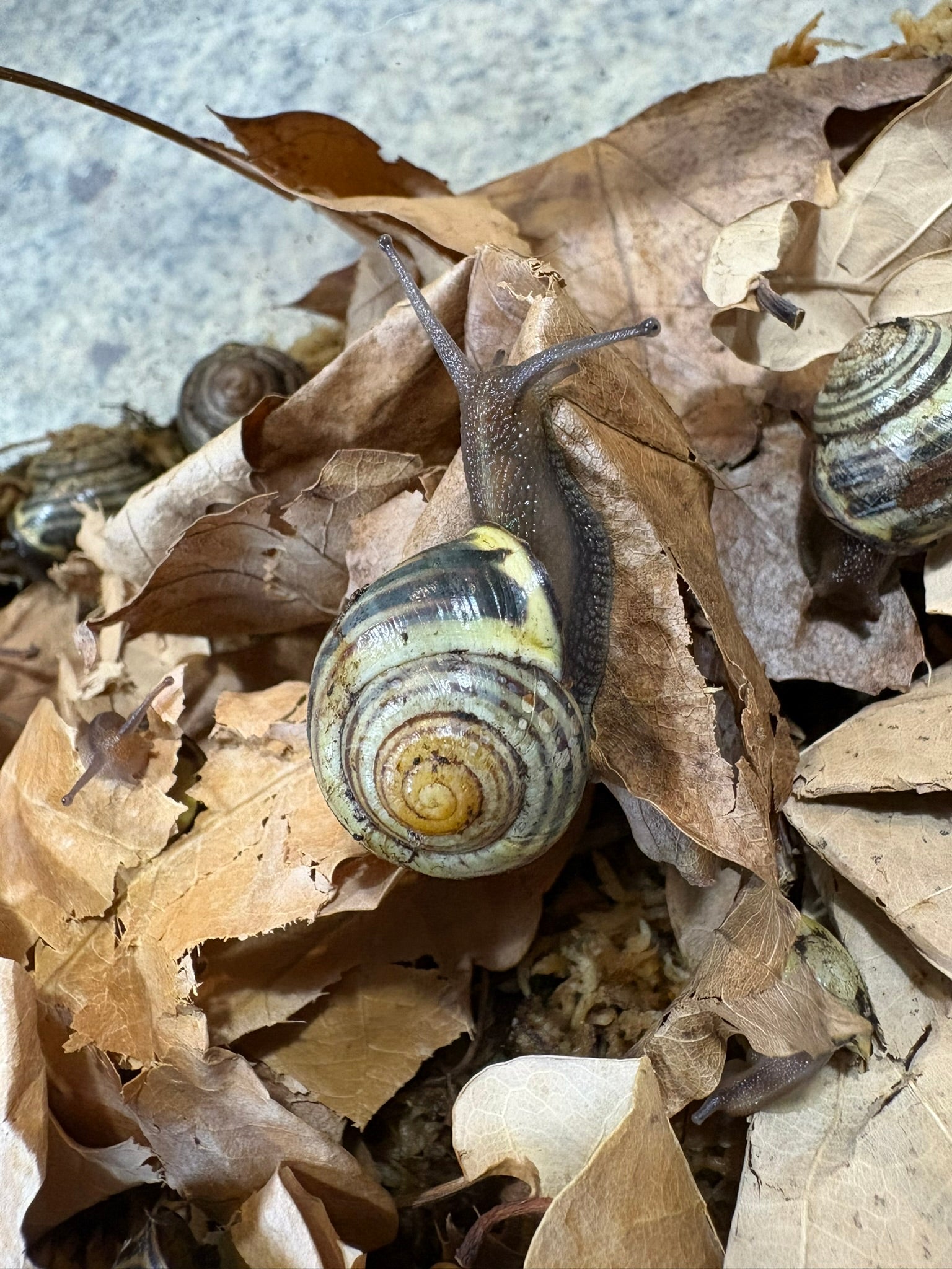 Adult Grove Snails (Captive Kept WC)