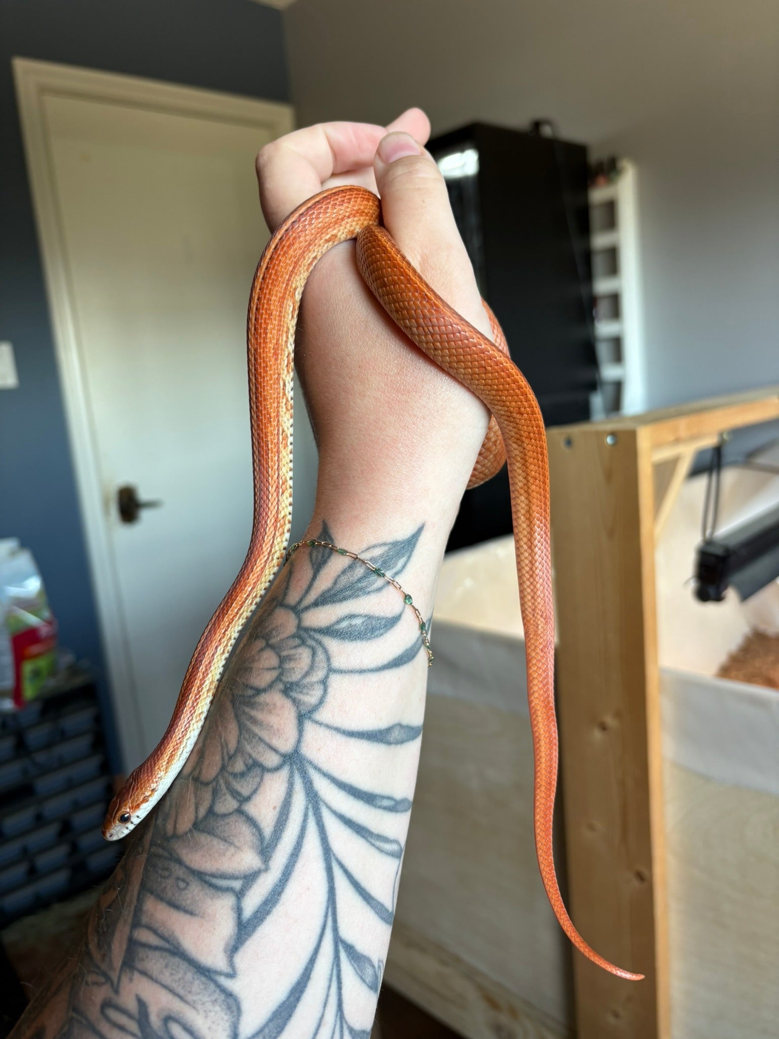 2024 Corn Snake- Male Classic Tessera Diffused pos het: Anery, Charcoal