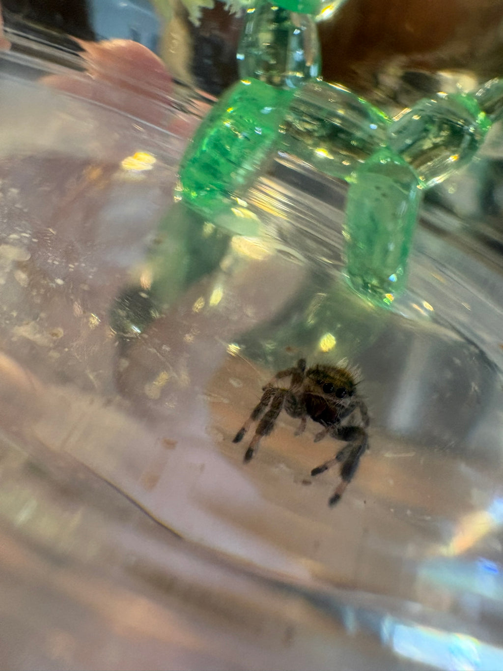 Regal Jumping Spider - Phidippus regius