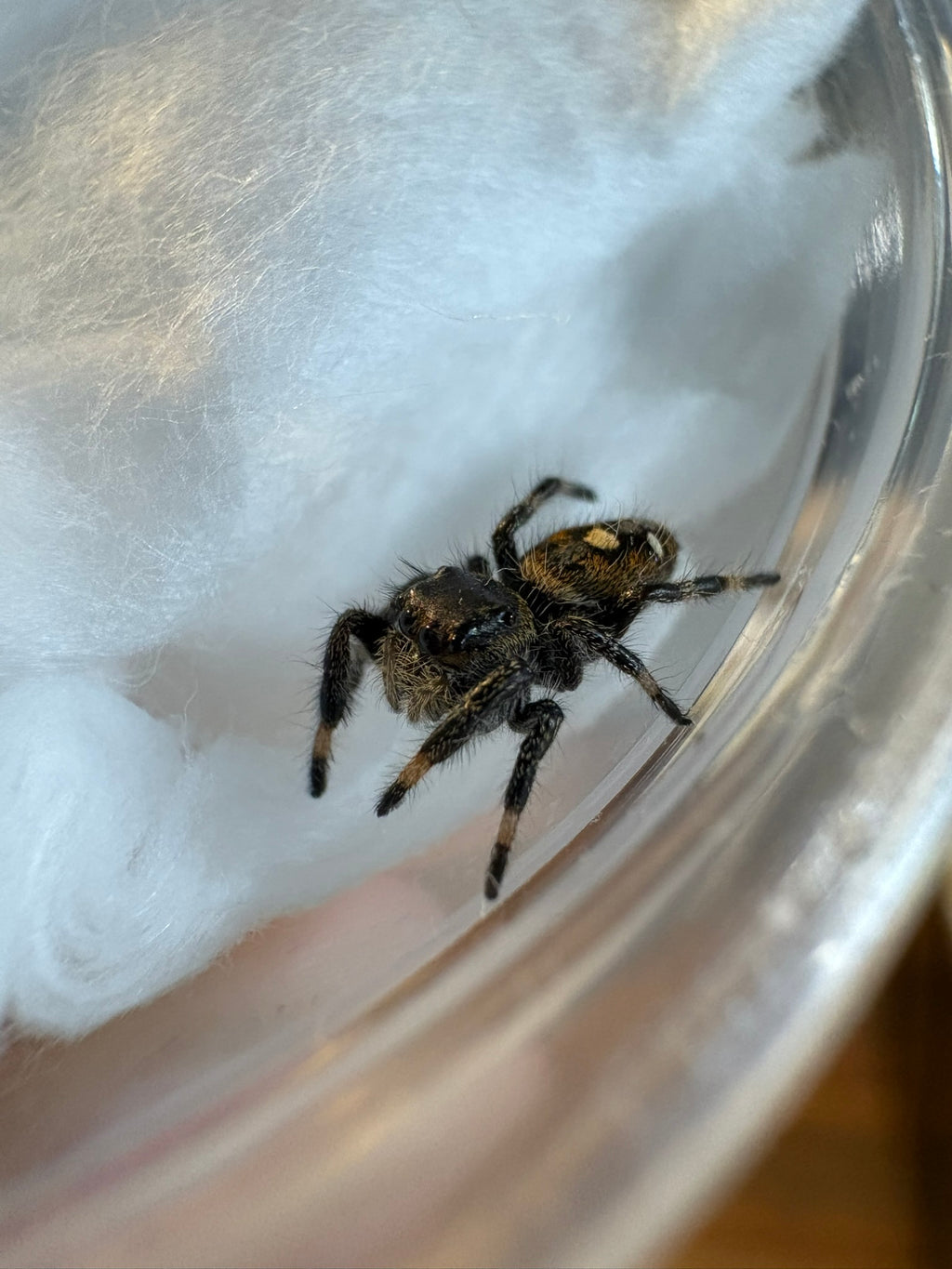 Regal Jumping Spider - Phidippus regius