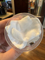 Regal Jumping Spider - Phidippus regius