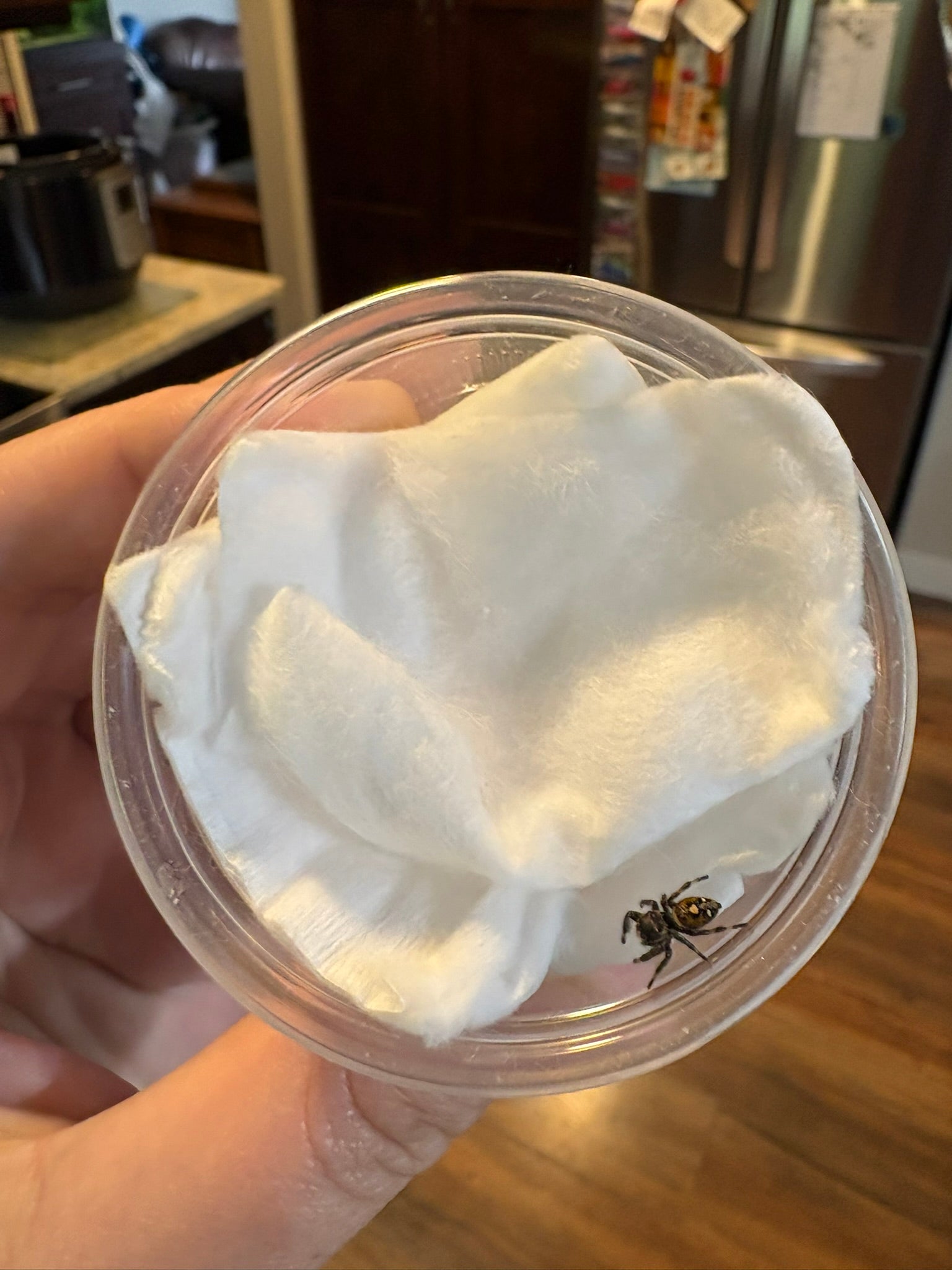 Regal Jumping Spider - Phidippus regius