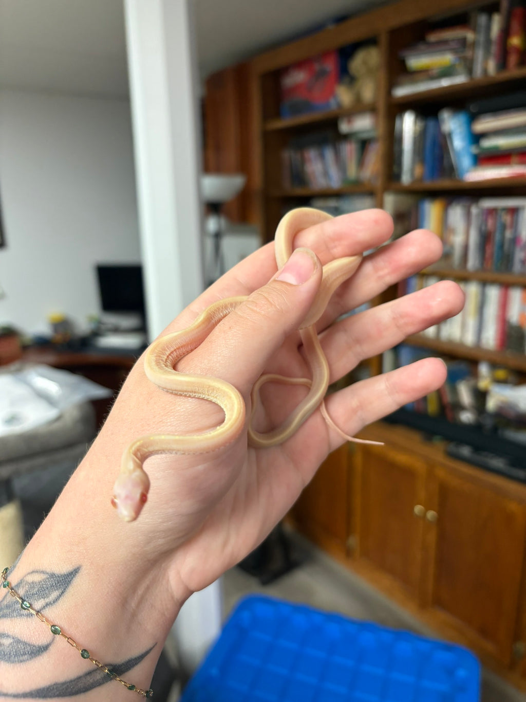 Scaleless Butter Tessera Stripe - Female