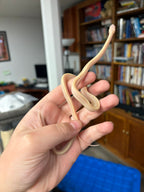 Scaleless Butter Tessera Stripe - Female