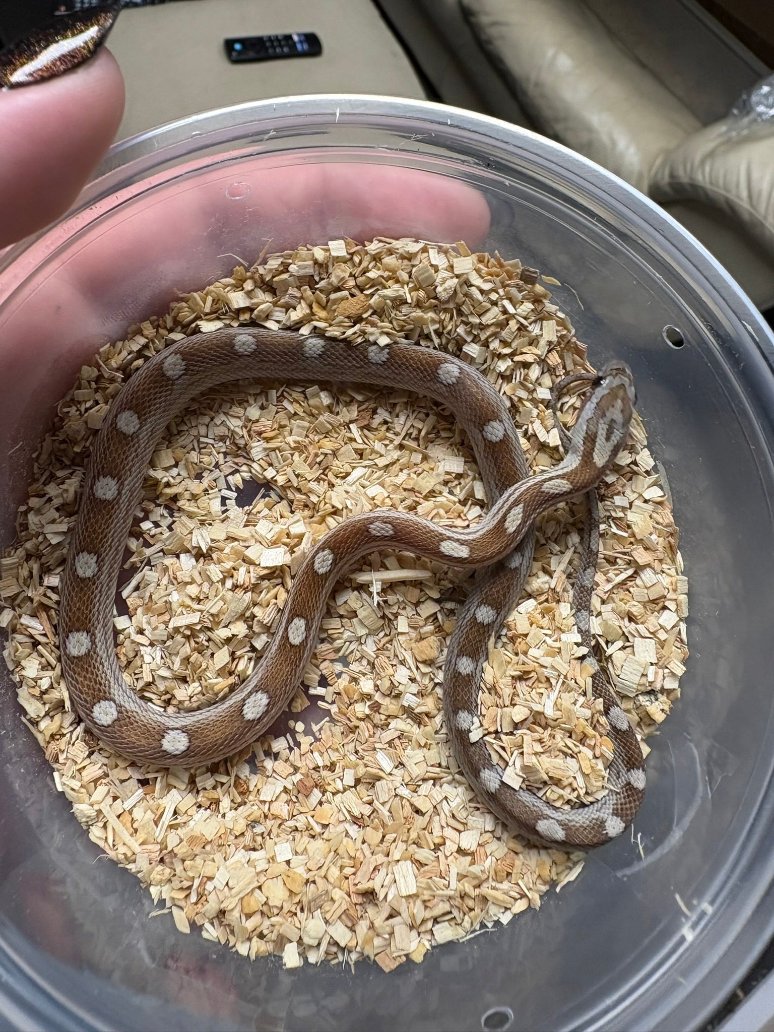 Baby Corn Snake - Caramel Motley/Stripe (Female)