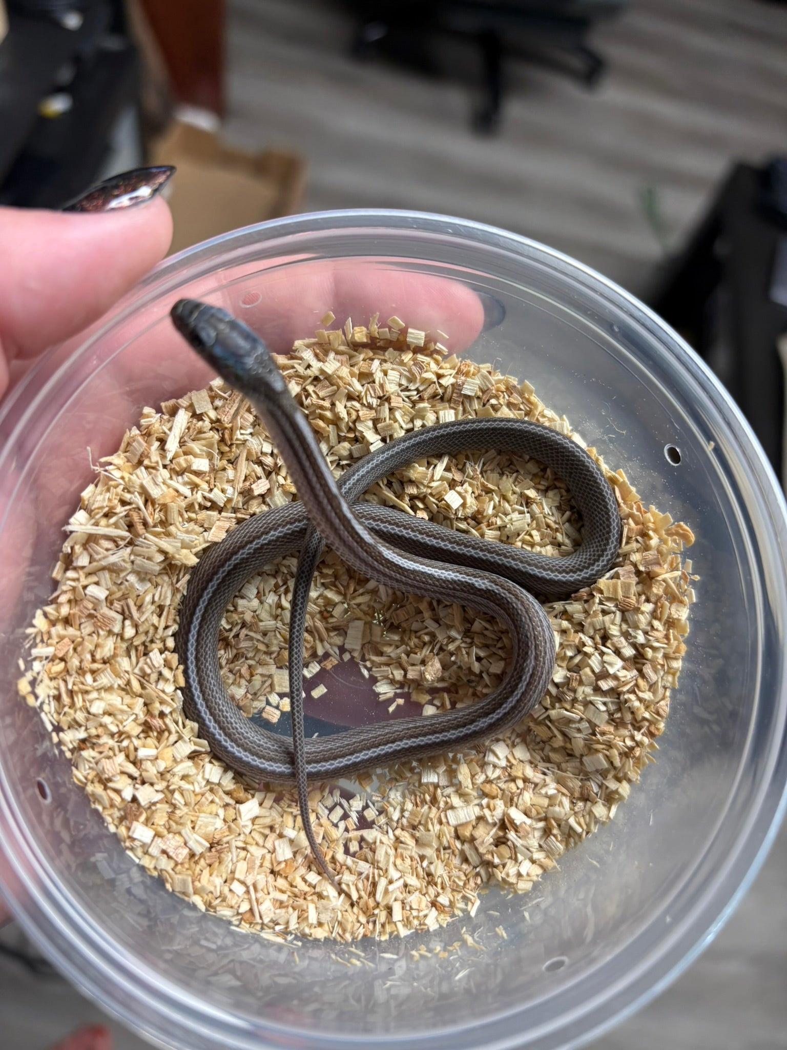 Baby Corn Snake - Charcoal Motley/Stripe (Male)