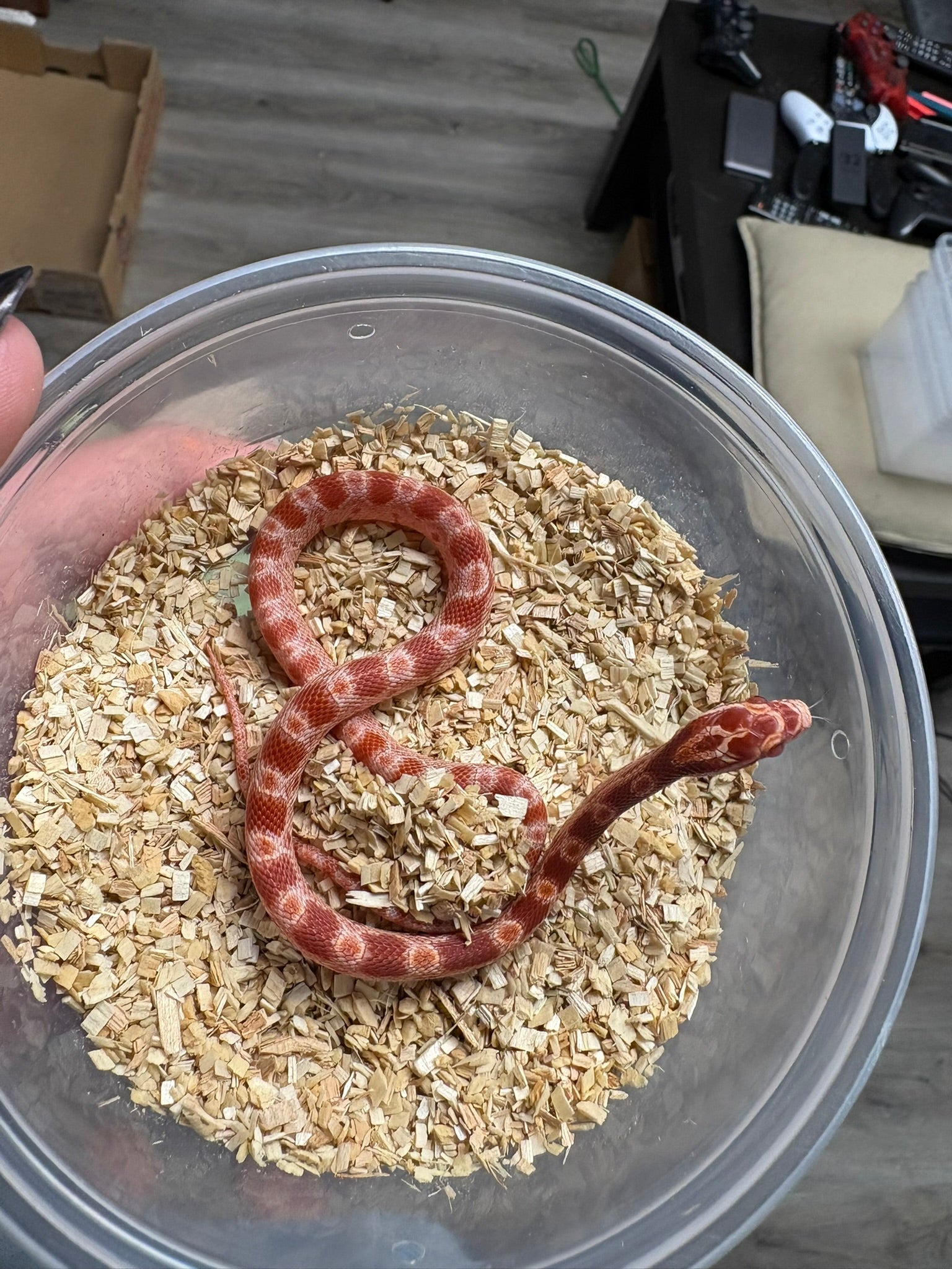 Baby Corn Snake - Amel Het Anery (Female)