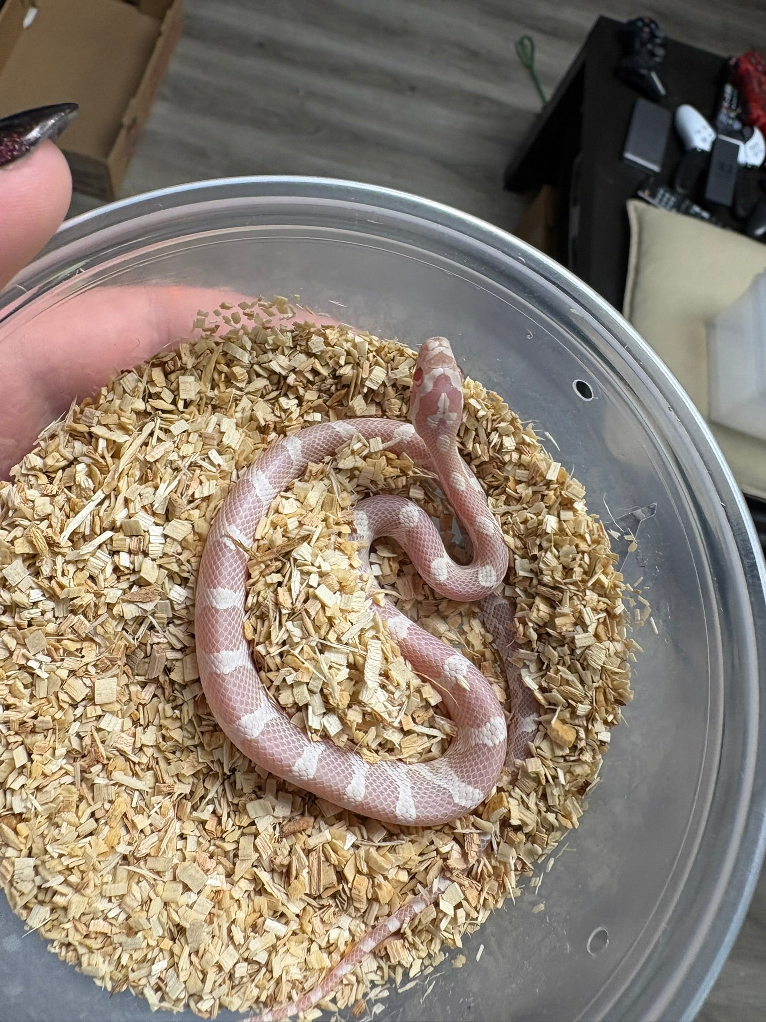 Baby Corn Snake - Snow (Female)