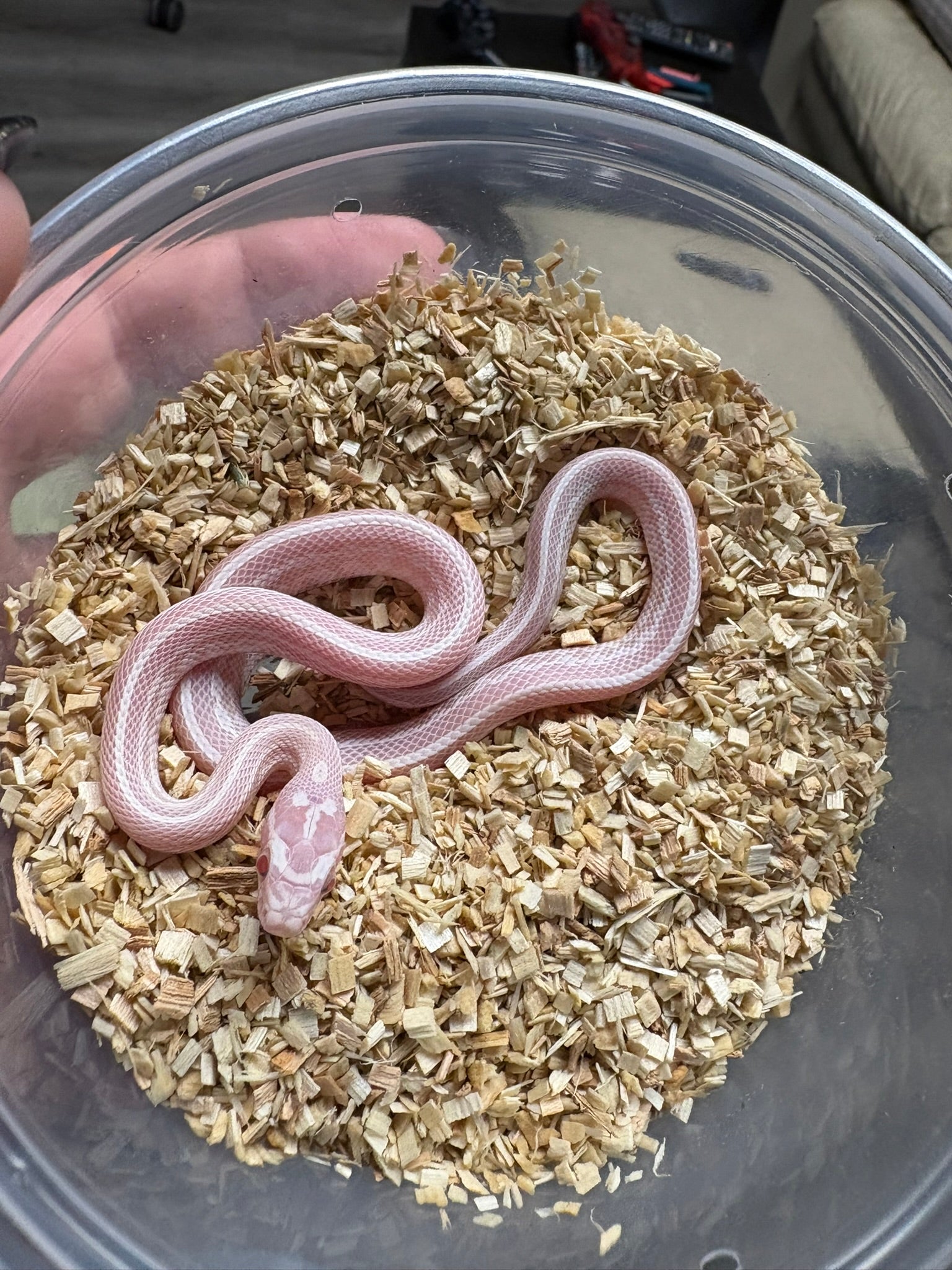 Baby Corn Snake - Snow Tessera Het: Scaleless (Male)