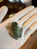 Baby Snowflake Whites Tree Frog (minimum purchase 2)
