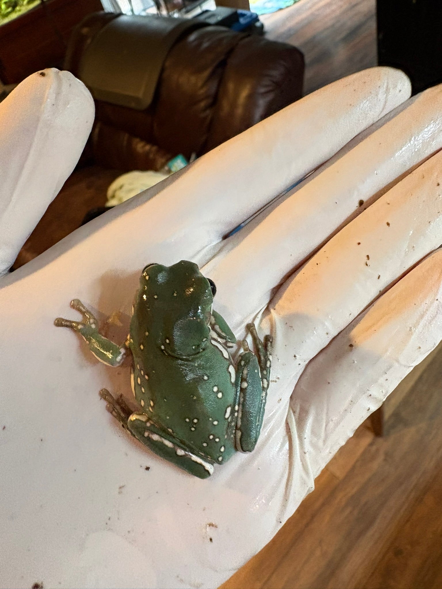 Baby Snowflake Whites Tree Frog (minimum purchase 2)