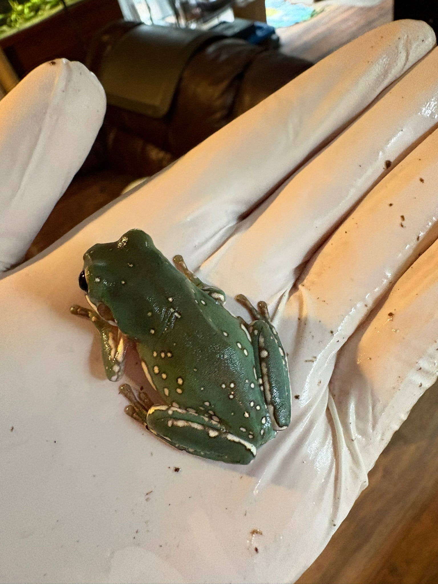 Baby Snowflake Whites Tree Frog (minimum purchase 2)