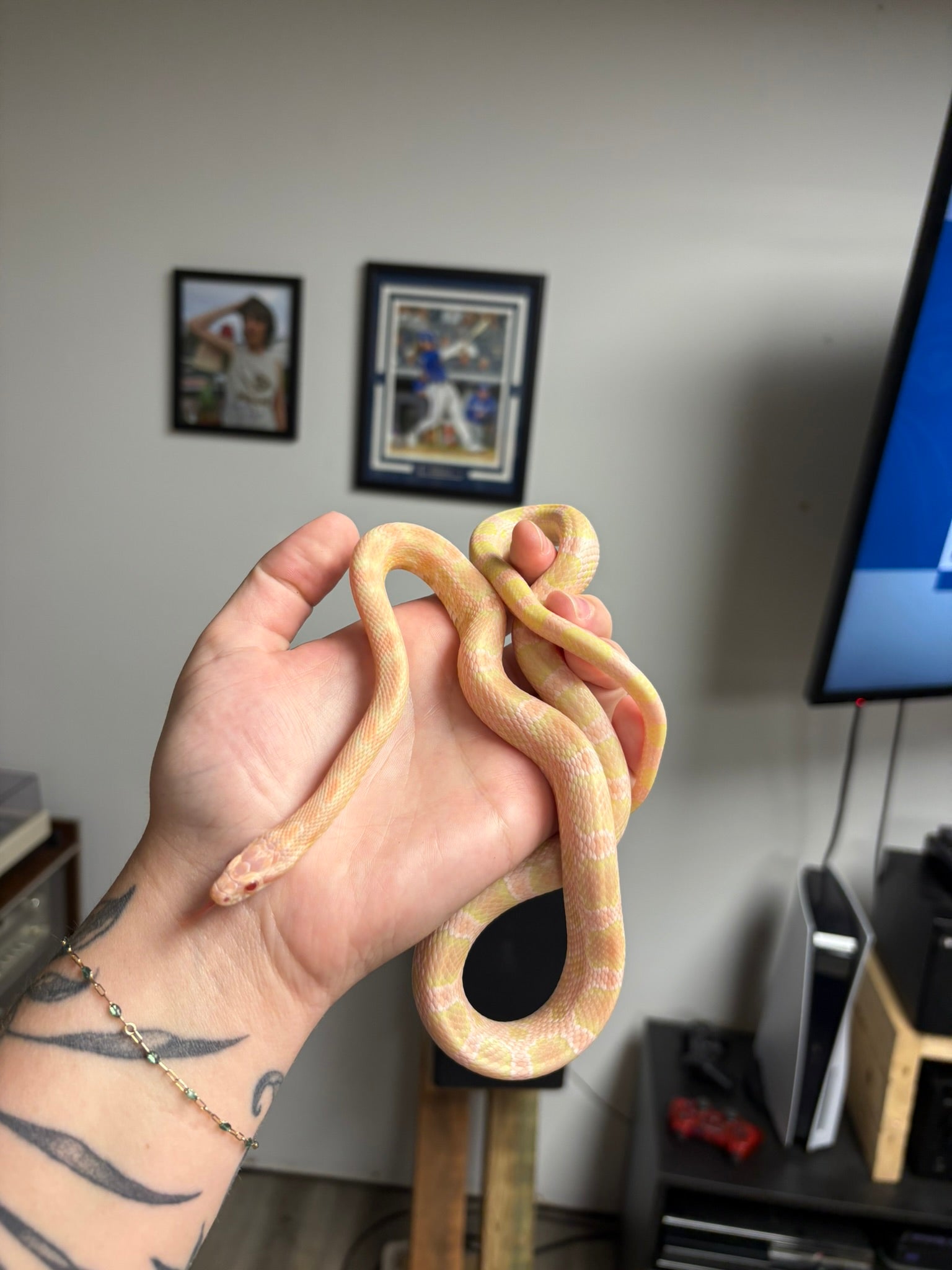 Salmon Snow Corn Snake - Male
