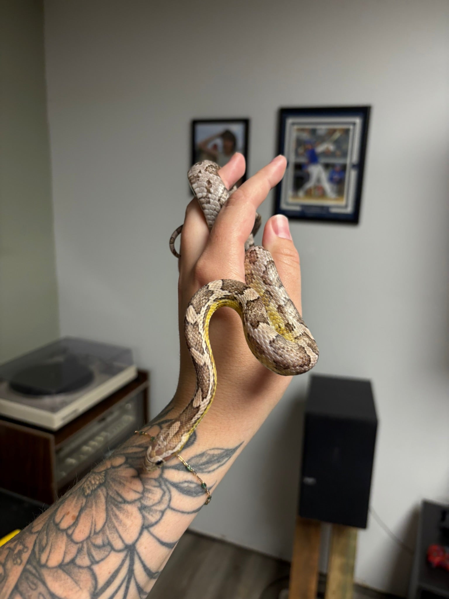 Ghost het Stripe Corn Snake