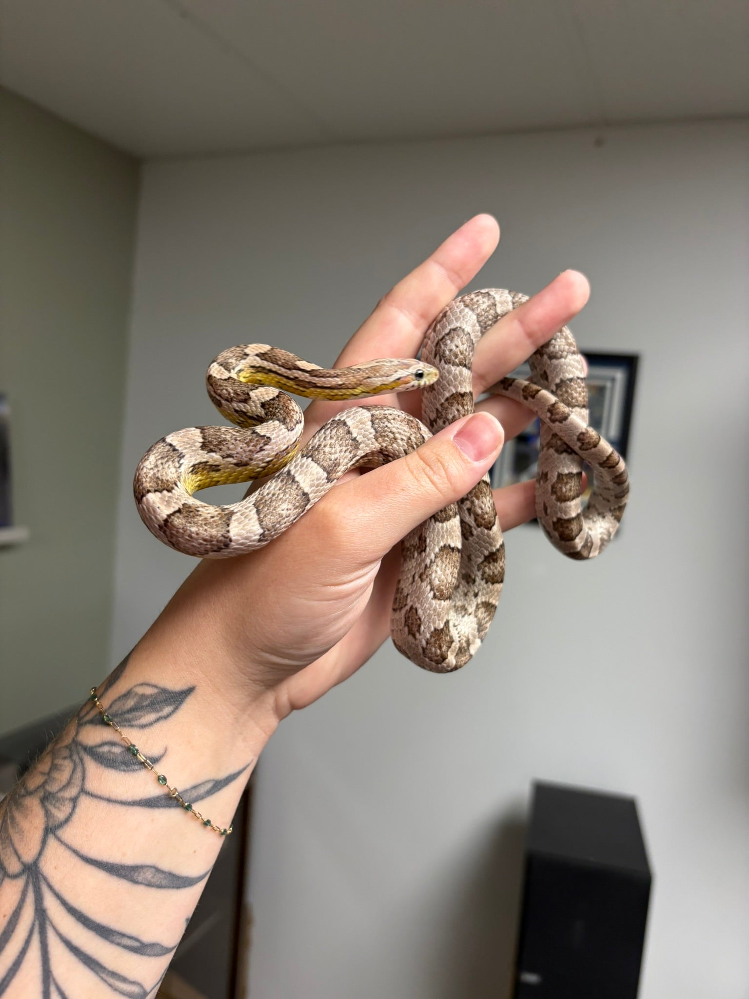 Ghost het Stripe Corn Snake