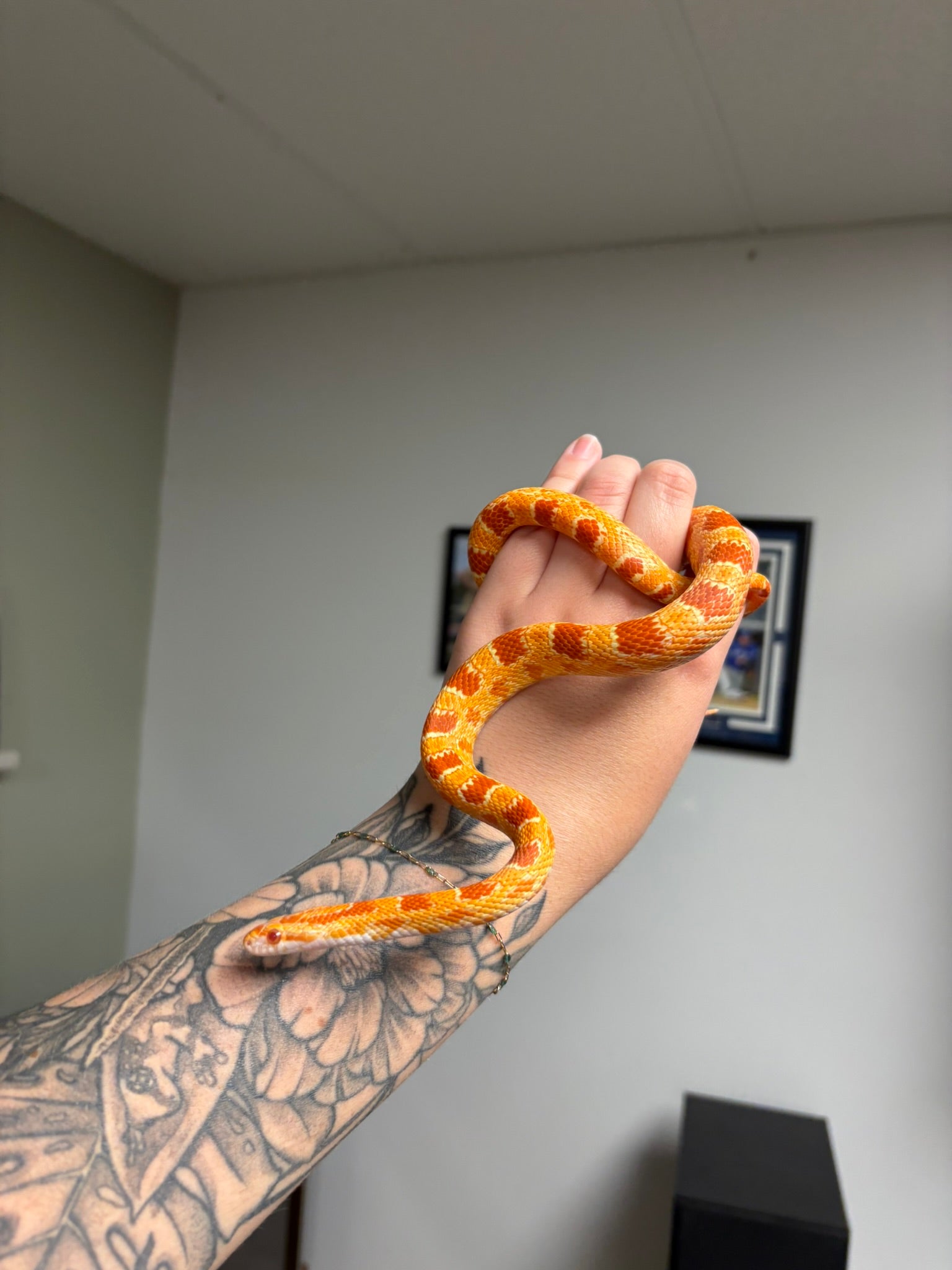 Female Reverse Okeetee het Scaleless