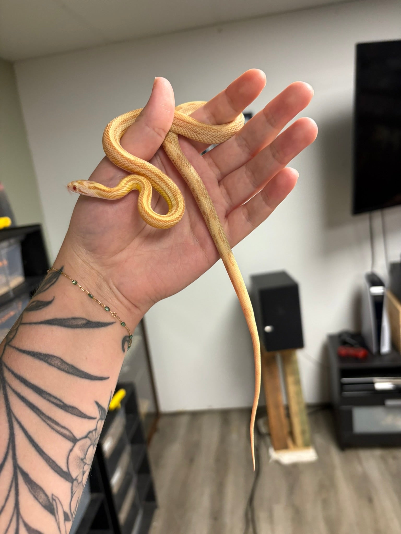2025 Corn Snake - Butter Stripe het Hypo PH Anery (Male)